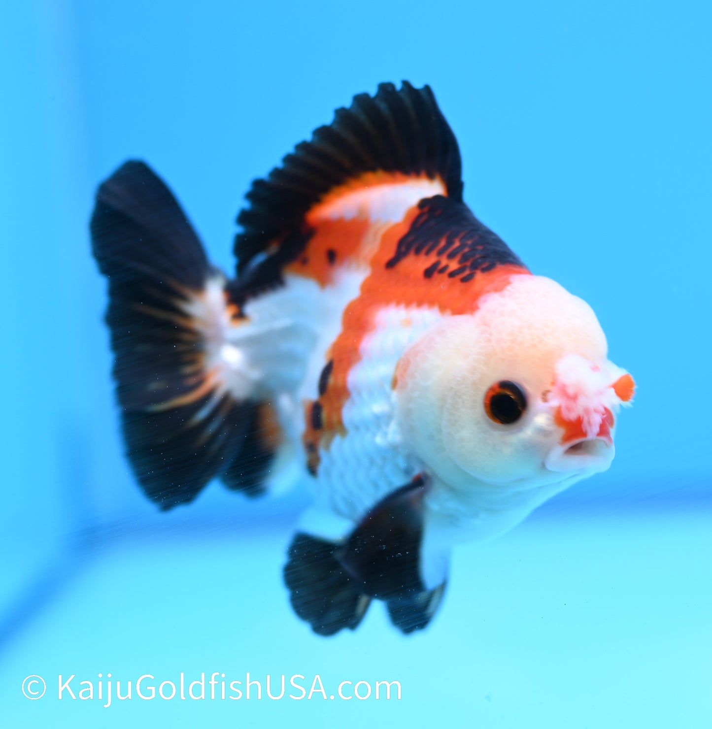 Tricolor Pom Pom Oranda 4.5-5 inches (240119_OR10) - Kaiju Goldfish USA