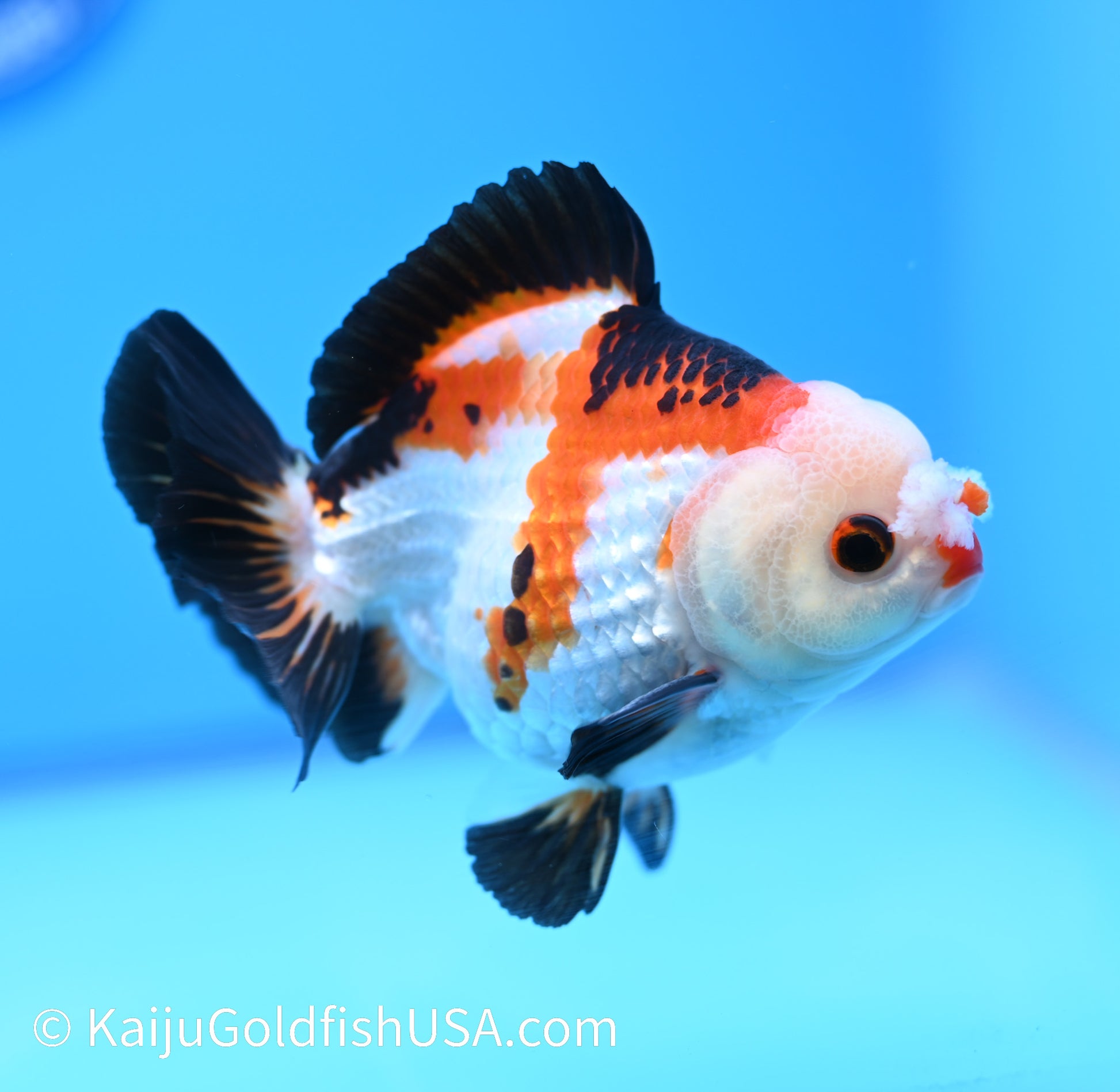 Tricolor Pom Pom Oranda 4.5-5 inches (240119_OR10) - Kaiju Goldfish USA