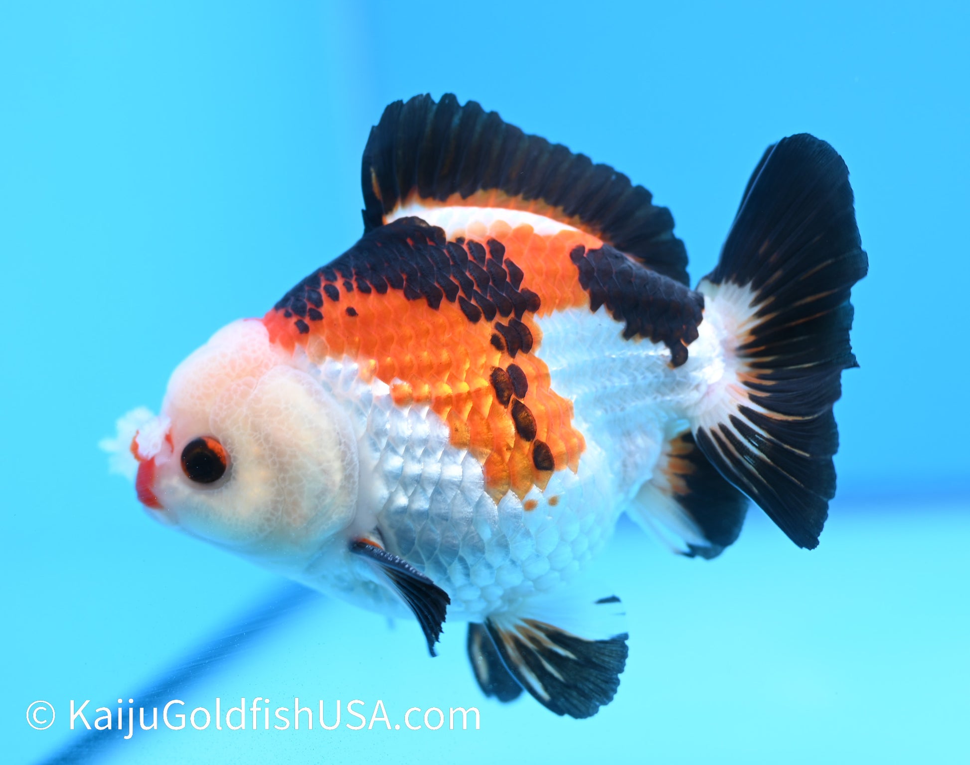 Tricolor Pom Pom Oranda 4.5-5 inches (240119_OR10) - Kaiju Goldfish USA