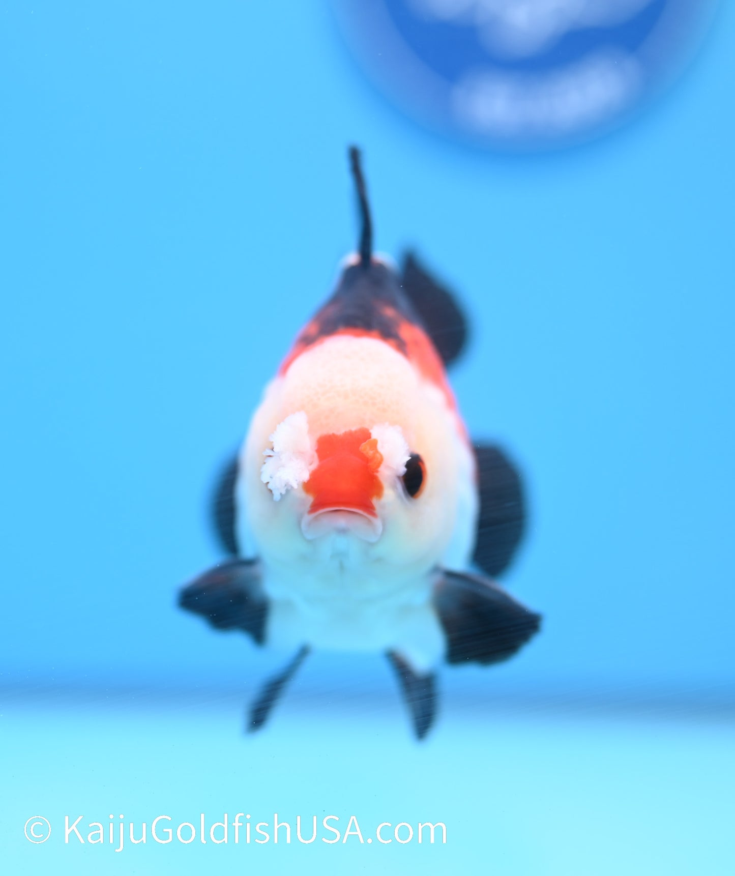 Tricolor Pom Pom Oranda 4.5-5 inches (240119_OR10) - Kaiju Goldfish USA