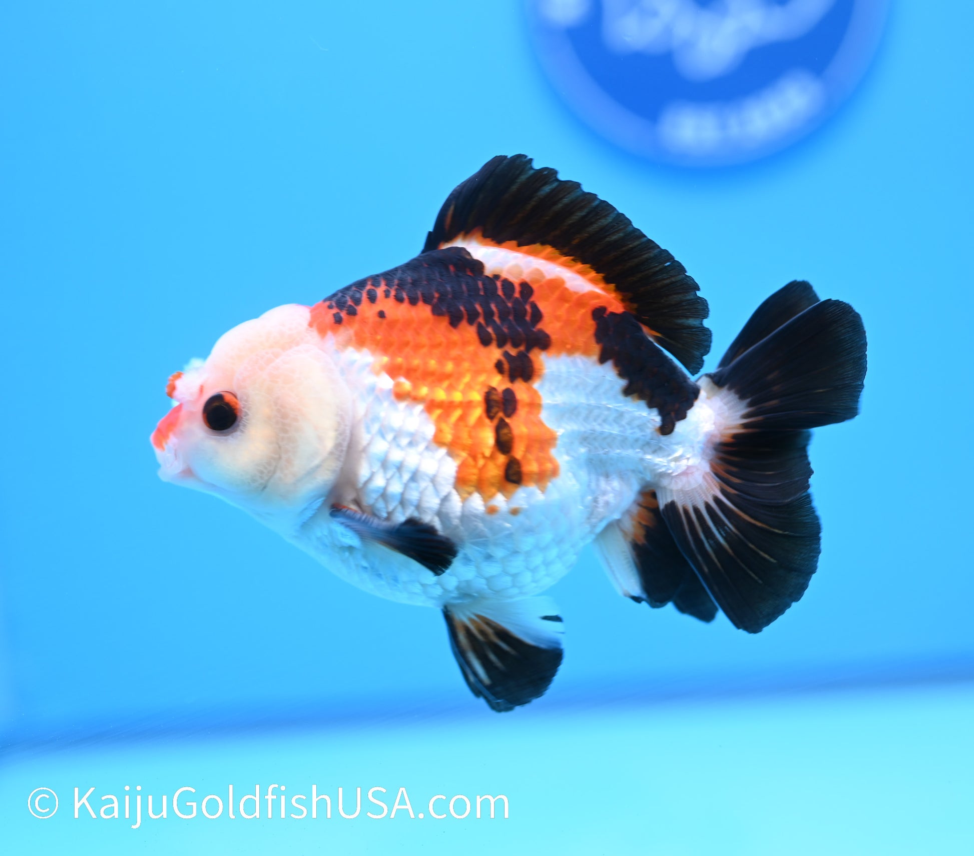 Tricolor Pom Pom Oranda 4.5-5 inches (240119_OR10) - Kaiju Goldfish USA