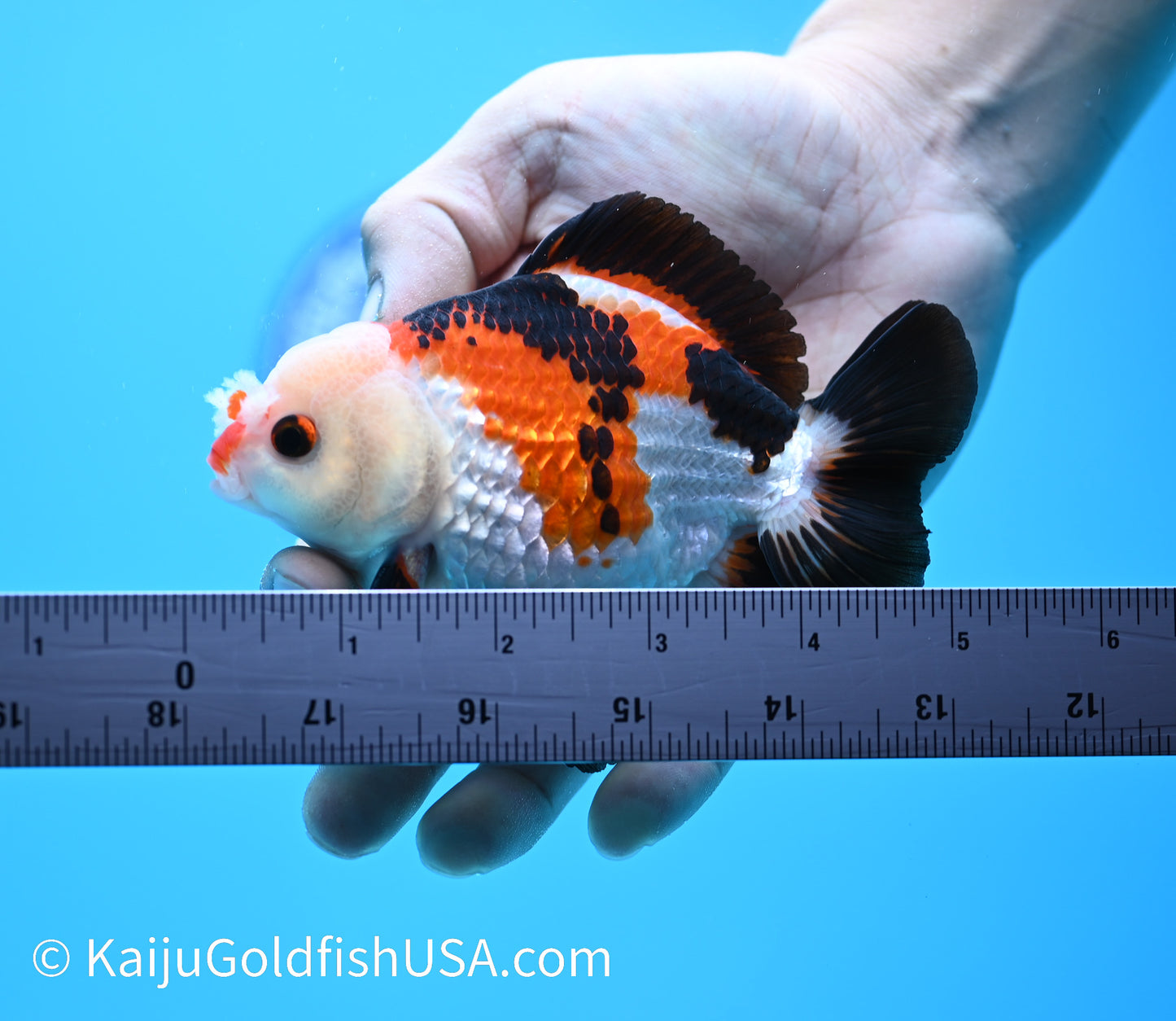 Tricolor Pom Pom Oranda 4.5-5 inches (240119_OR10) - Kaiju Goldfish USA