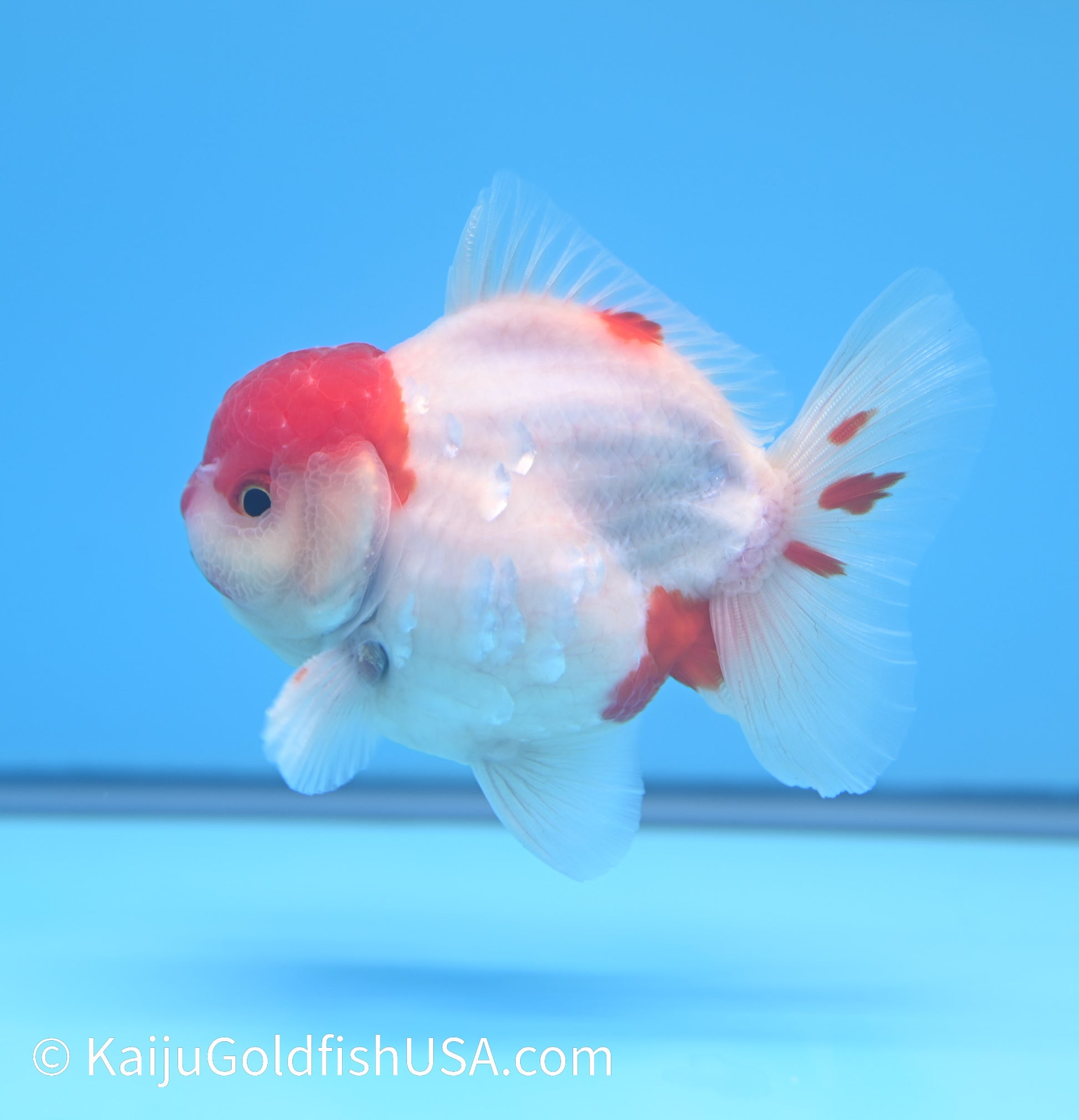 Sakura YuanBao Oranda 4-4.5 inches (240119_OR11) - Kaiju Goldfish USA