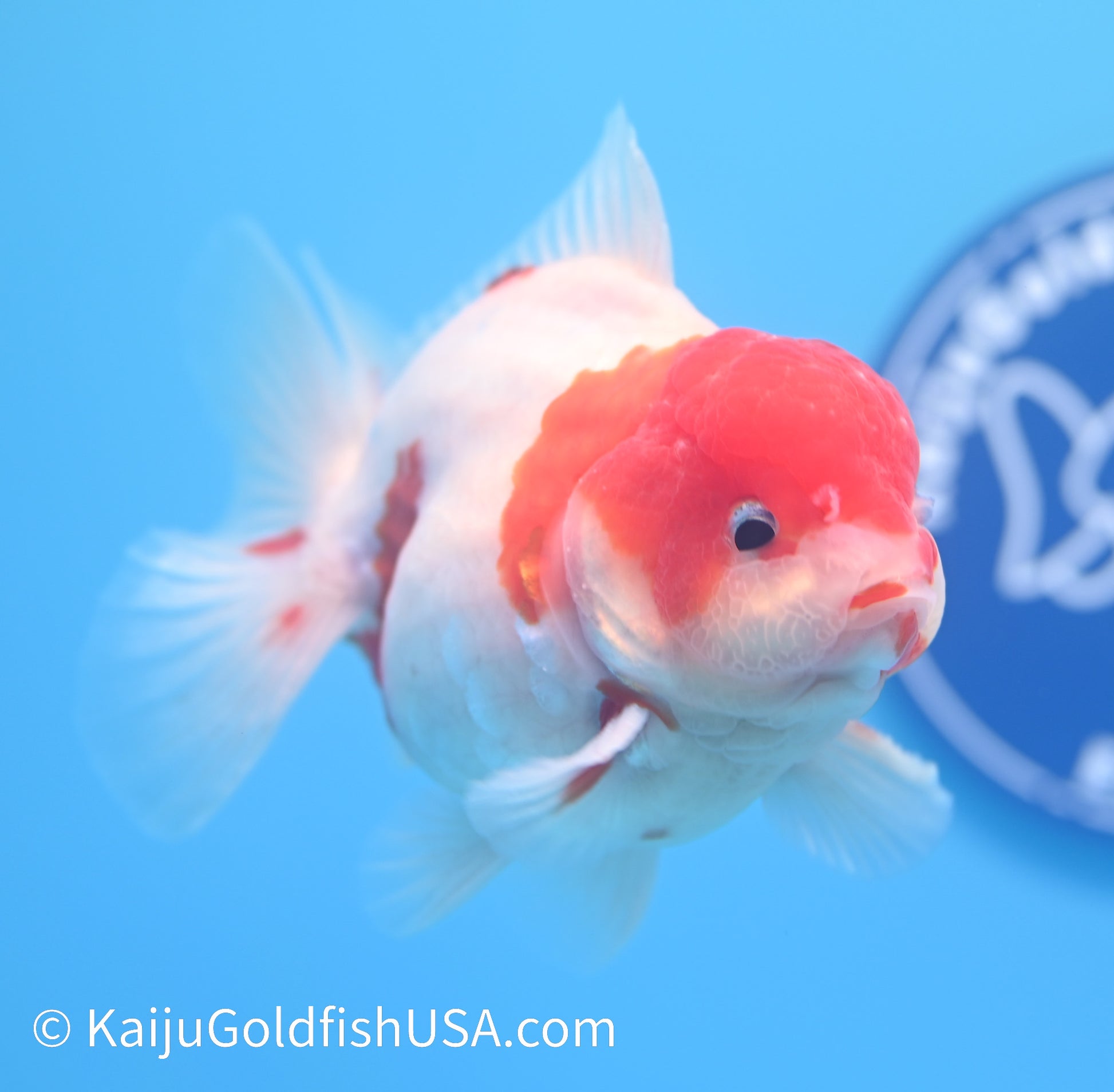 Sakura YuanBao Oranda 4-4.5 inches (240119_OR11) - Kaiju Goldfish USA