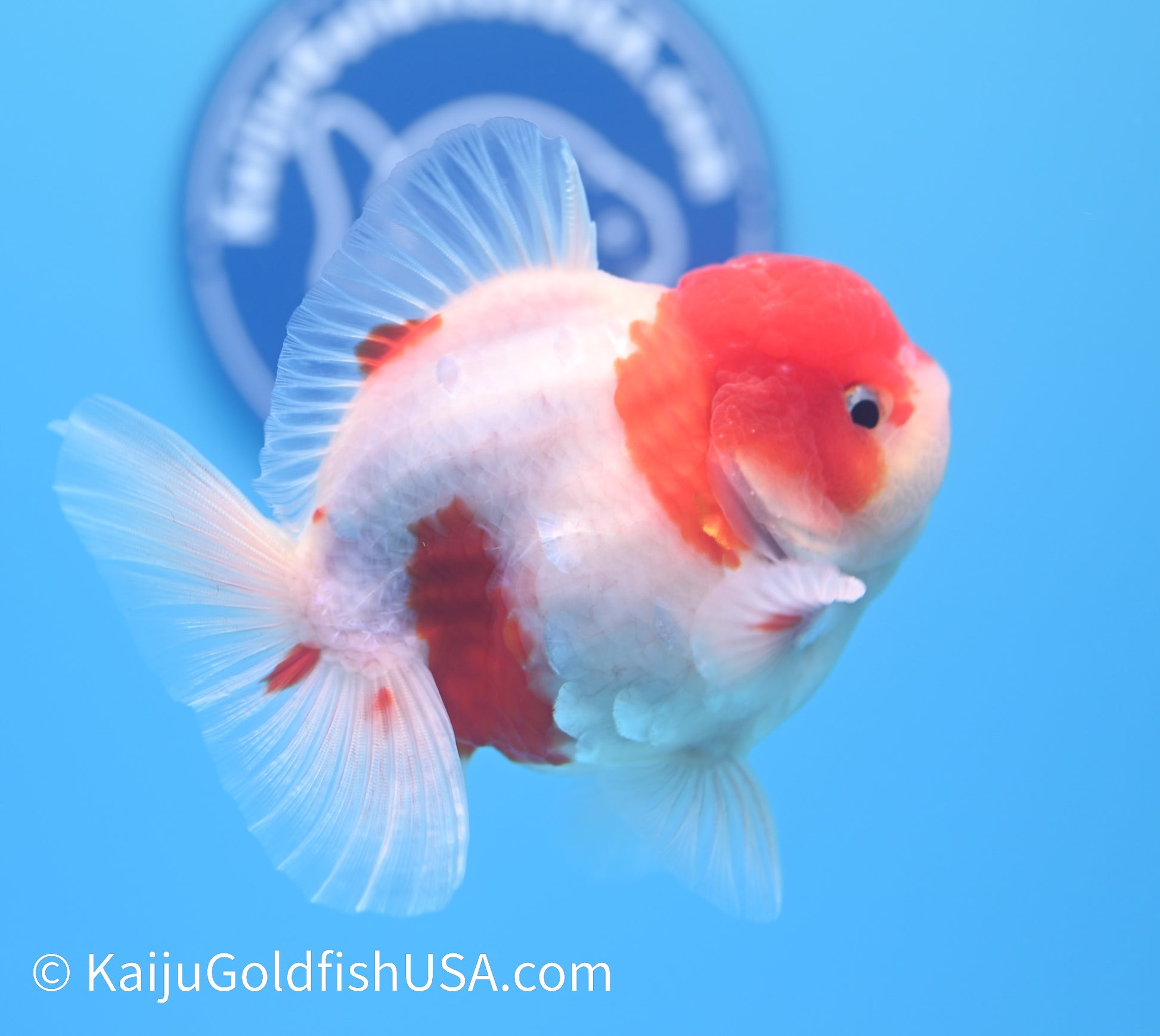 Sakura YuanBao Oranda 4-4.5 inches (240119_OR11) - Kaiju Goldfish USA