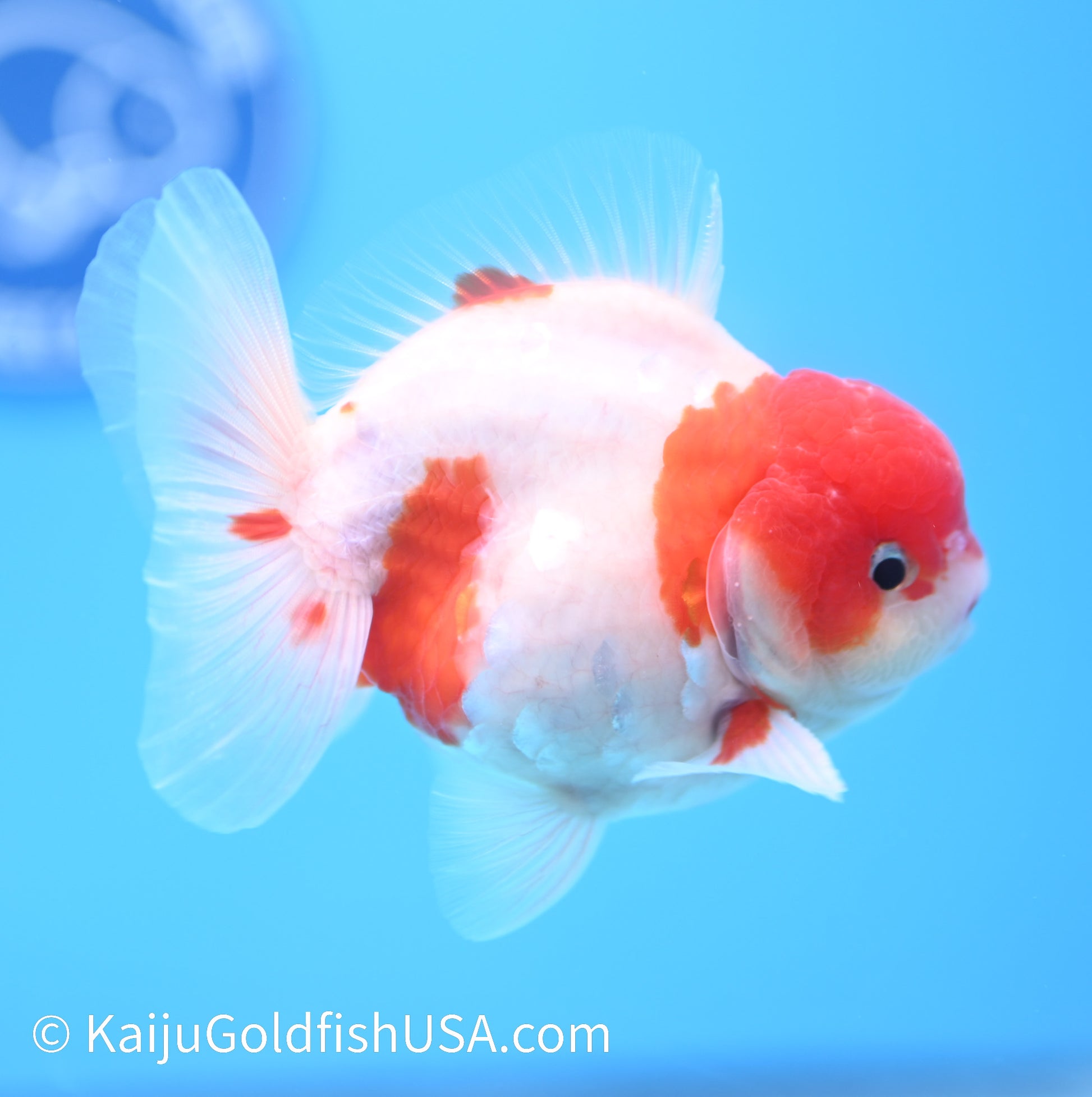 Sakura YuanBao Oranda 4-4.5 inches (240119_OR11) - Kaiju Goldfish USA