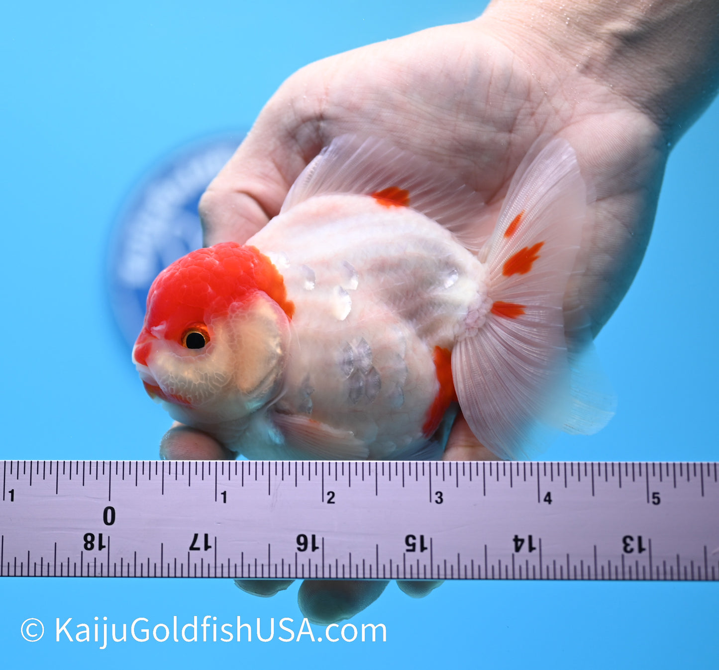 Sakura YuanBao Oranda 4-4.5 inches (240119_OR11) - Kaiju Goldfish USA