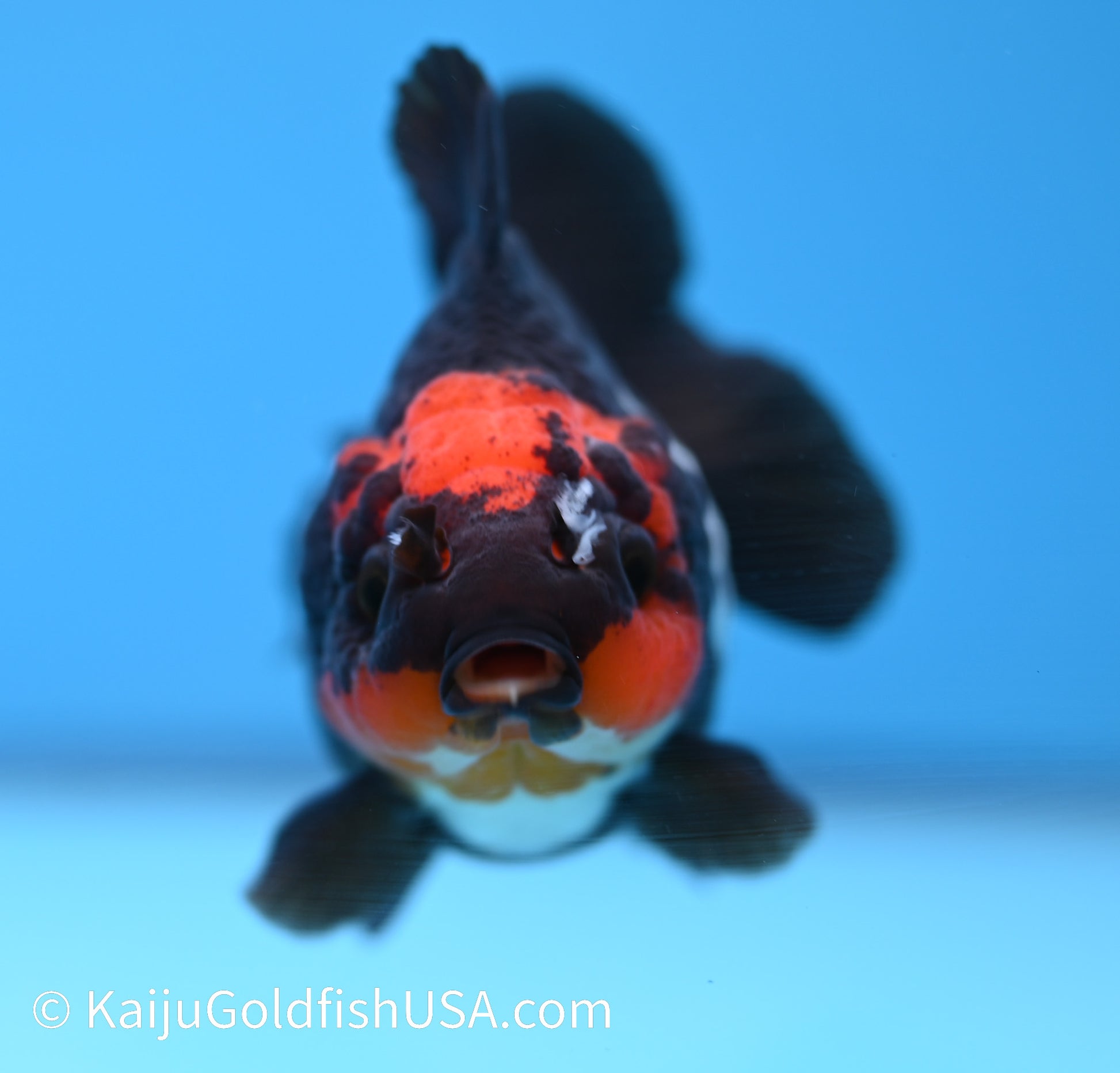 Tricolor Red Head Oranda 3.5 -4 inches (240119_OR12) - Kaiju Goldfish USA