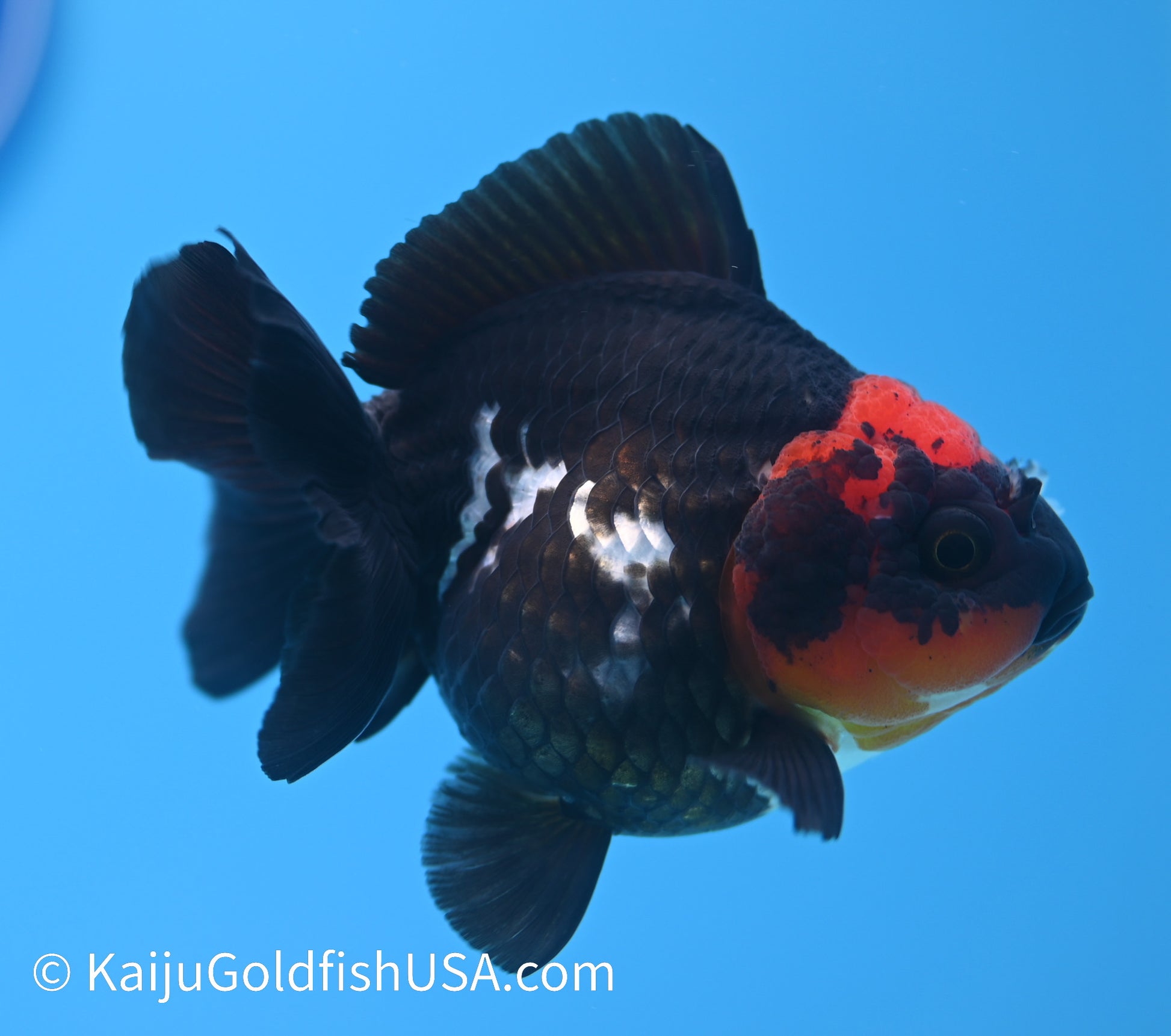 Tricolor Red Head Oranda 3.5 -4 inches (240119_OR12) - Kaiju Goldfish USA