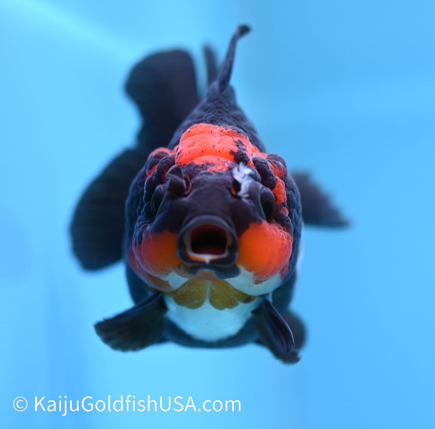 Tricolor Red Head Oranda 3.5 -4 inches (240119_OR12) - Kaiju Goldfish USA