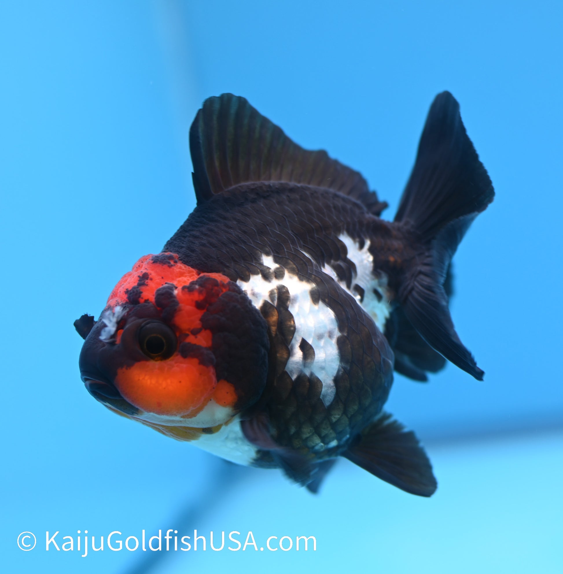 Tricolor Red Head Oranda 3.5 -4 inches (240119_OR12) - Kaiju Goldfish USA