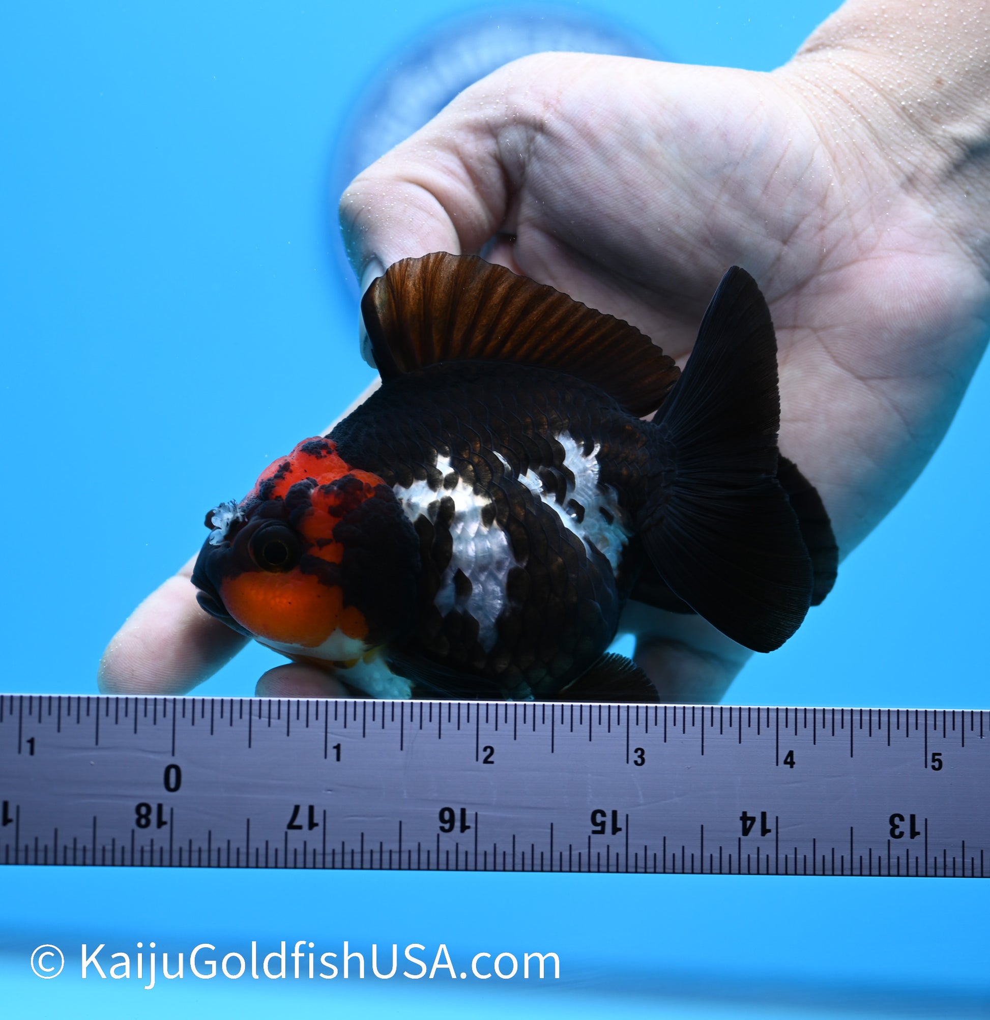 Tricolor Red Head Oranda 3.5 -4 inches (240119_OR12) - Kaiju Goldfish USA