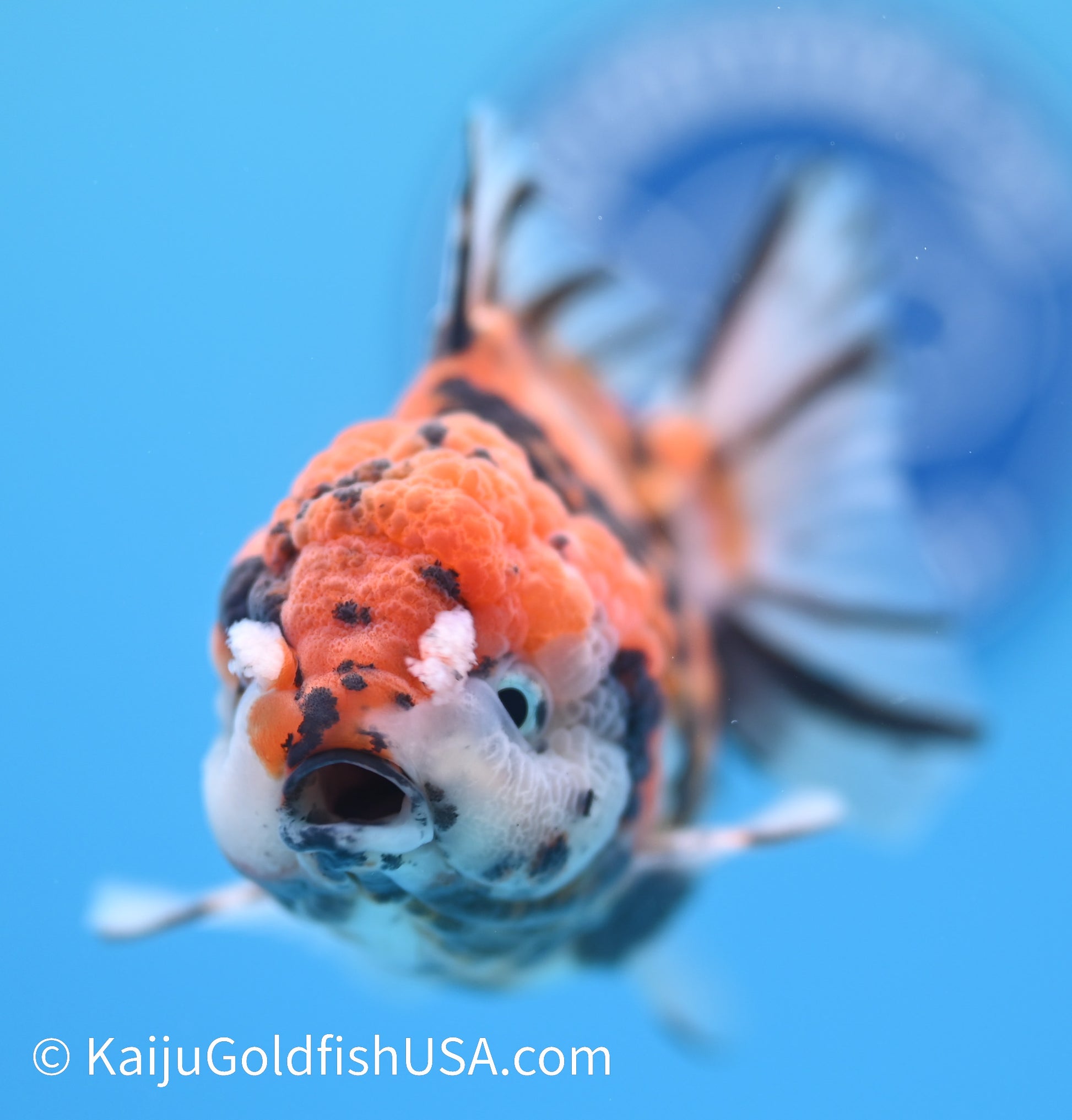 Tricolor Tiger YuanBao Oranda 4-4.5 inches (240119_OR13) - Kaiju Goldfish USA