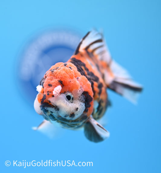 Tricolor Tiger YuanBao Oranda 4-4.5 inches (240119_OR13) - Kaiju Goldfish USA