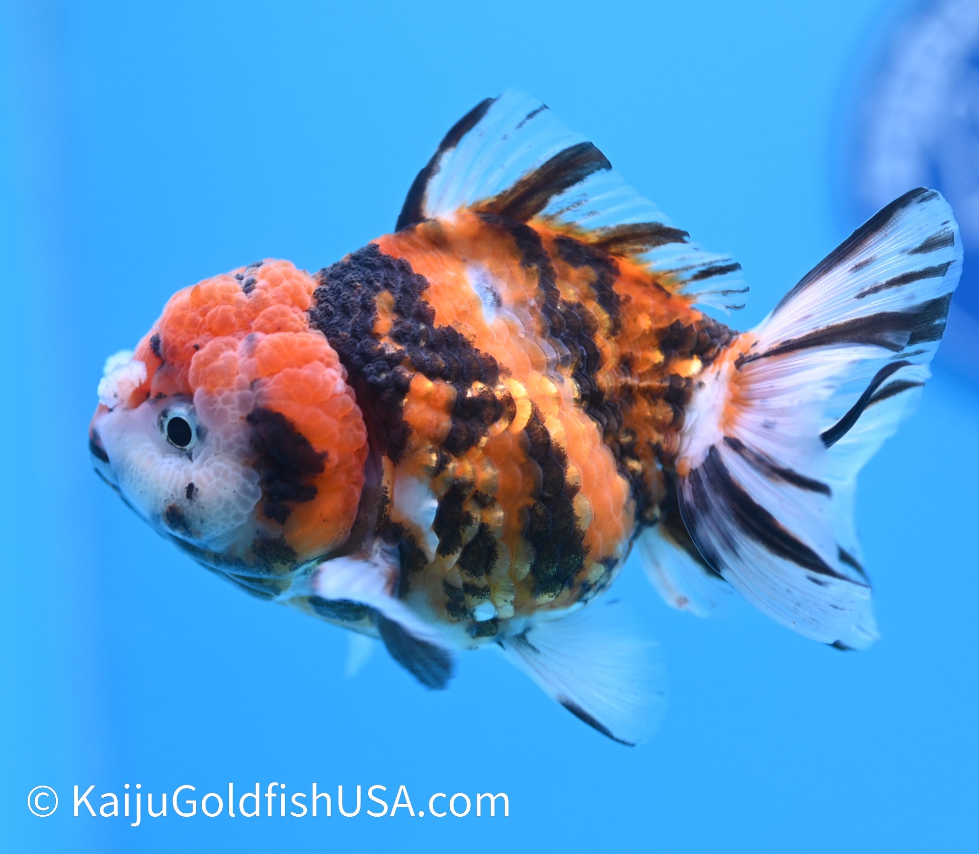 Tricolor Tiger YuanBao Oranda 4-4.5 inches (240119_OR13) - Kaiju Goldfish USA