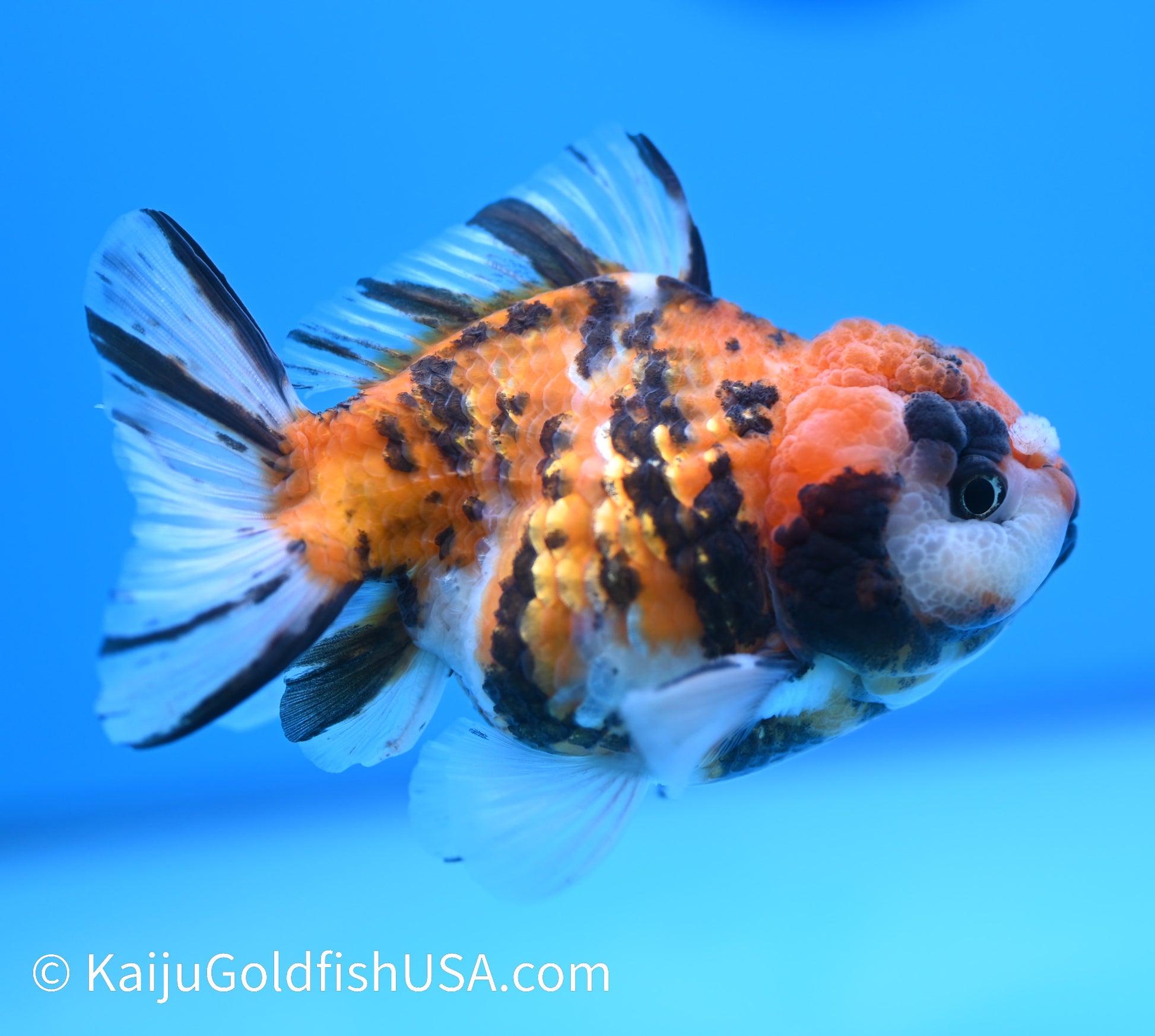 Tricolor Tiger YuanBao Oranda 4-4.5 inches (240119_OR13) - Kaiju Goldfish USA