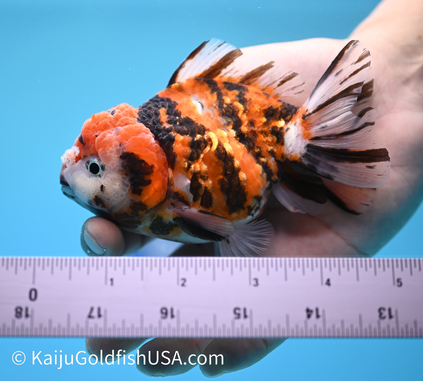 Tricolor Tiger YuanBao Oranda 4-4.5 inches (240119_OR13) - Kaiju Goldfish USA