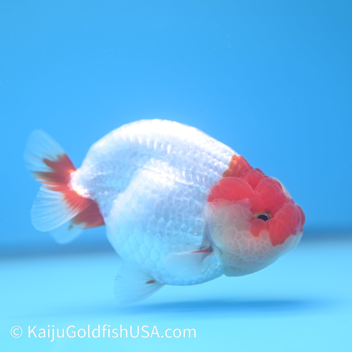 Jade Seal Red White Buffalo Ranchu 3.5-4 inches (240126_RC01) - Kaiju Goldfish USA