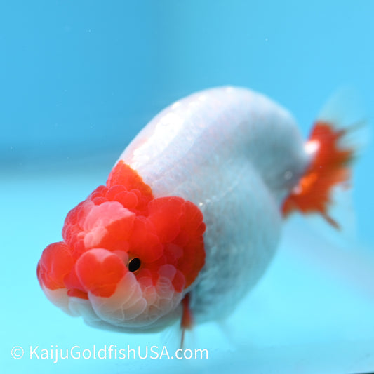 Jade Seal Red White Buffalo Ranchu 3.5-4 inches (240126_RC01) - Kaiju Goldfish USA