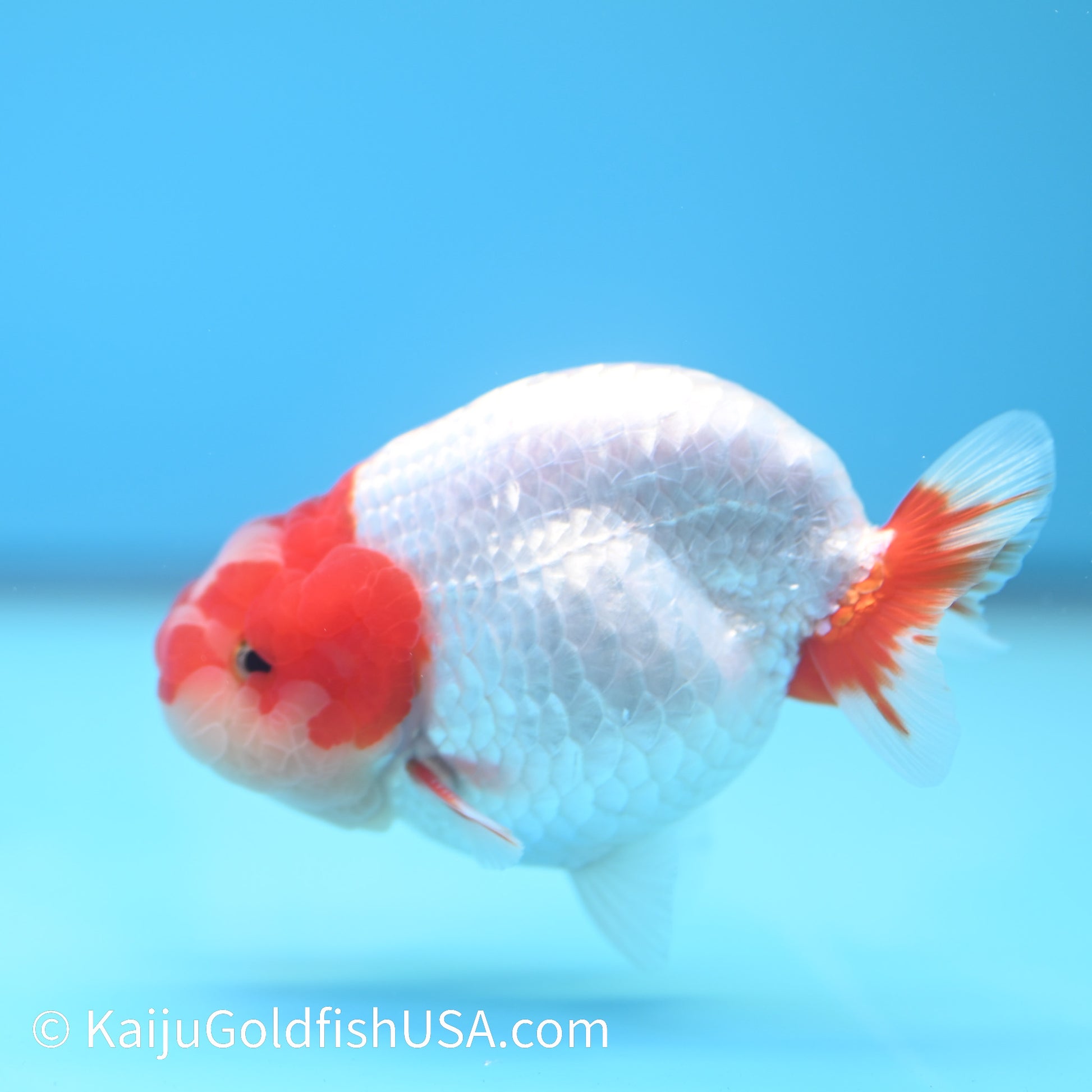 Jade Seal Red White Buffalo Ranchu 3.5-4 inches (240126_RC01) - Kaiju Goldfish USA