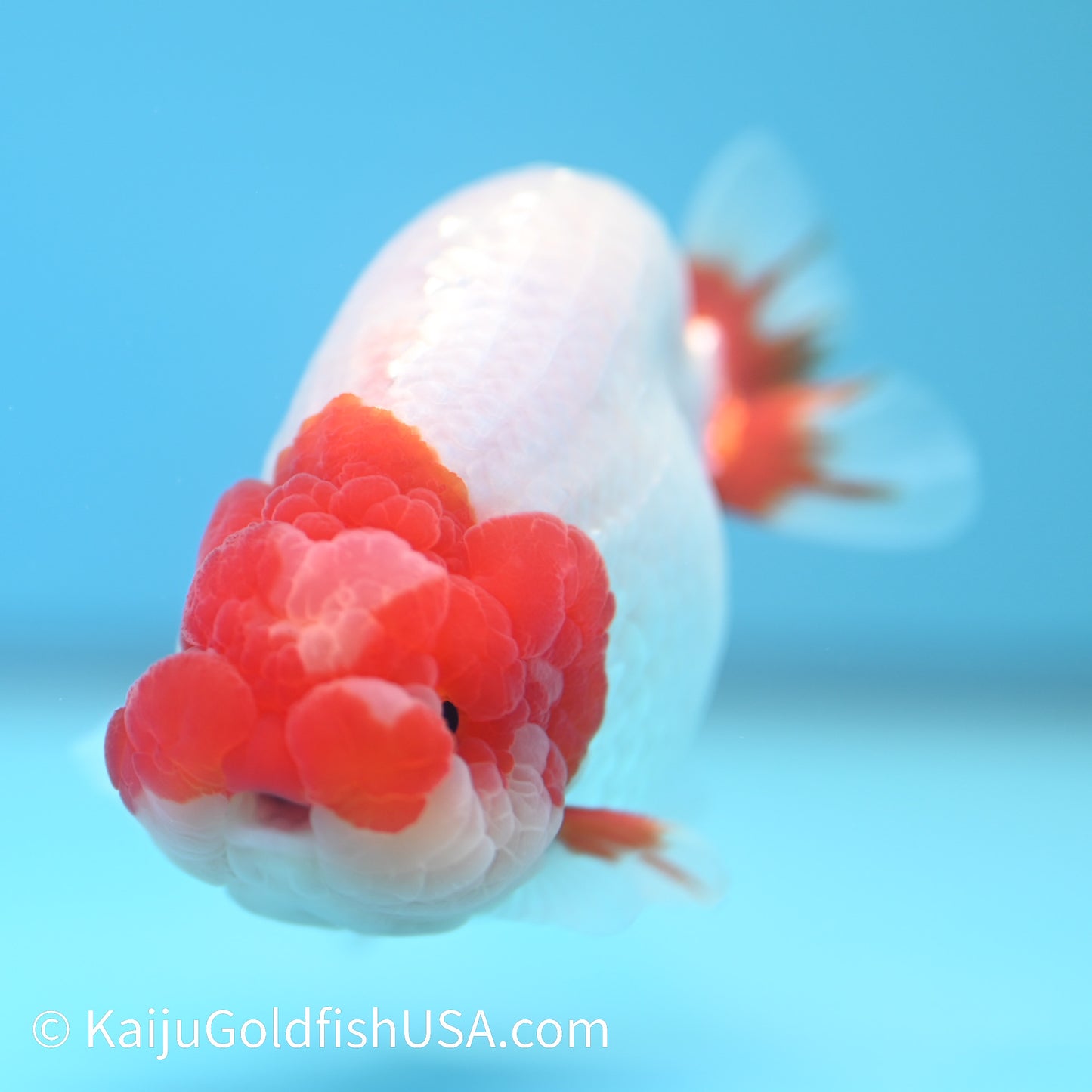 Jade Seal Red White Buffalo Ranchu 3.5-4 inches (240126_RC01) - Kaiju Goldfish USA