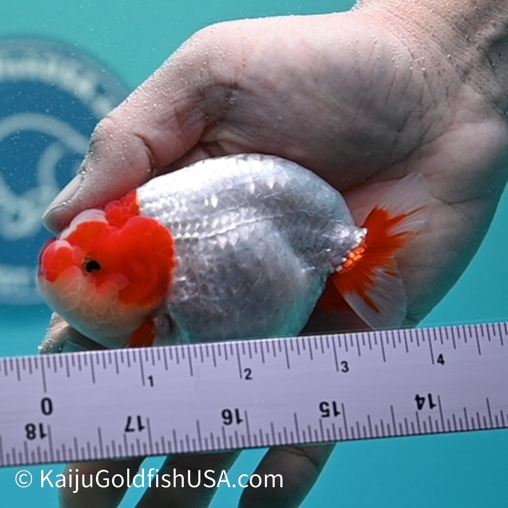 Jade Seal Red White Buffalo Ranchu 3.5-4 inches (240126_RC01) - Kaiju Goldfish USA