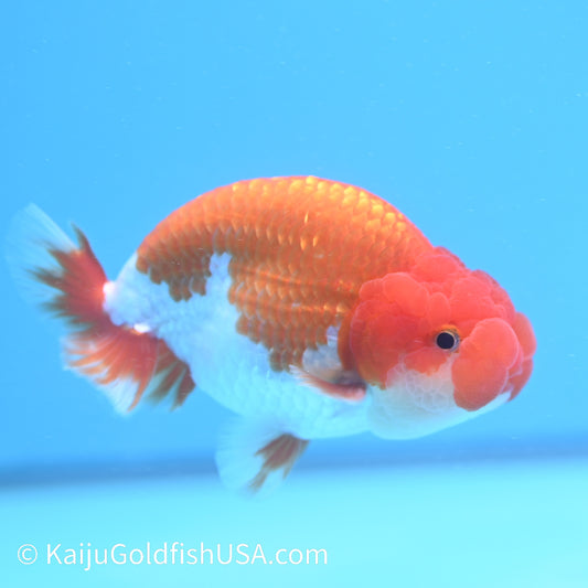 Chubby Cheeks Red White Buffalo Ranchu 3.5-4 inches (240126_RC02) - Kaiju Goldfish USA