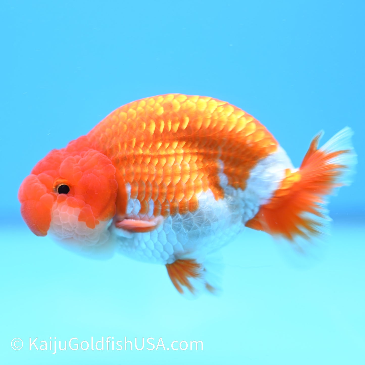 Chubby Cheeks Red White Buffalo Ranchu 3.5-4 inches (240126_RC02) - Kaiju Goldfish USA