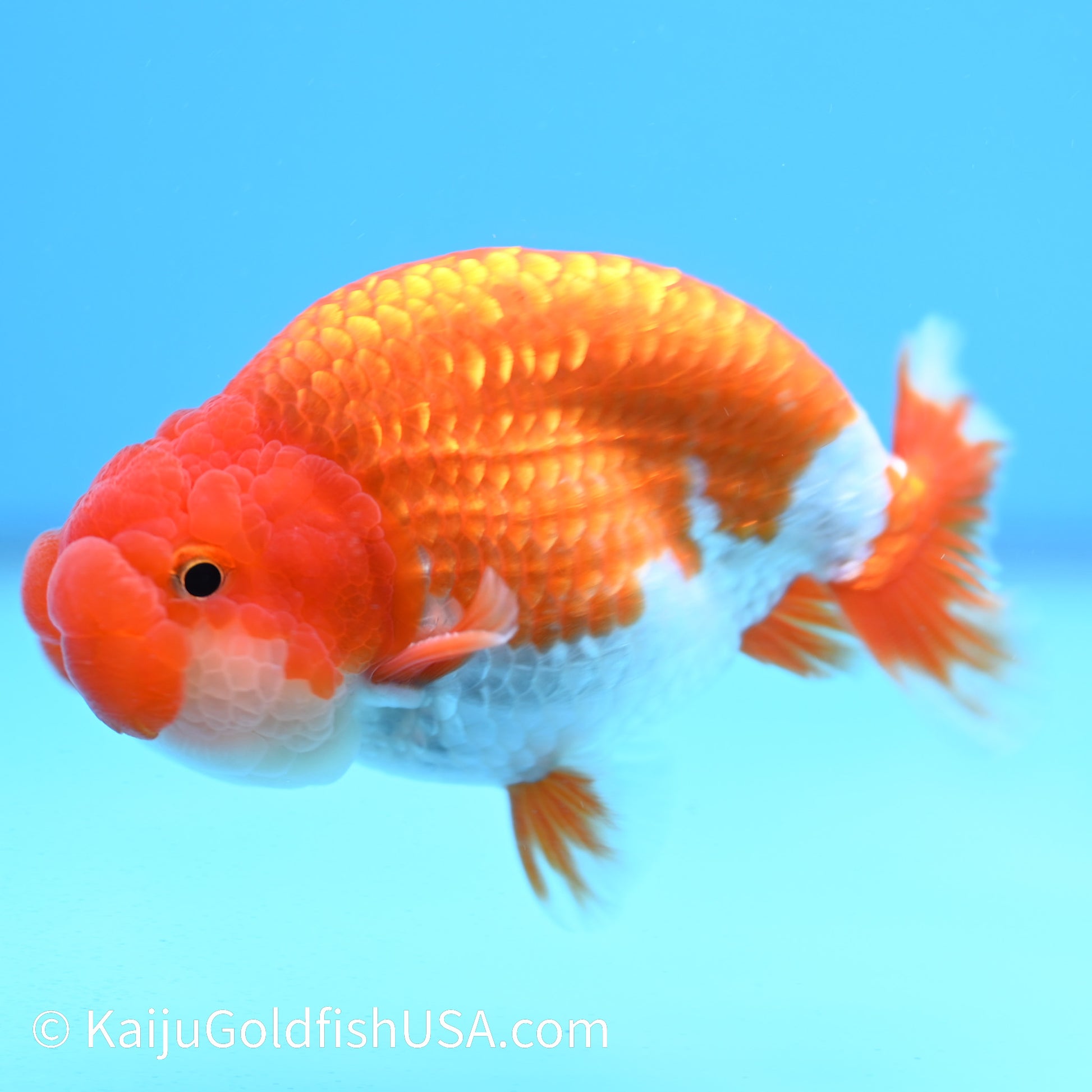 Chubby Cheeks Red White Buffalo Ranchu 3.5-4 inches (240126_RC02) - Kaiju Goldfish USA