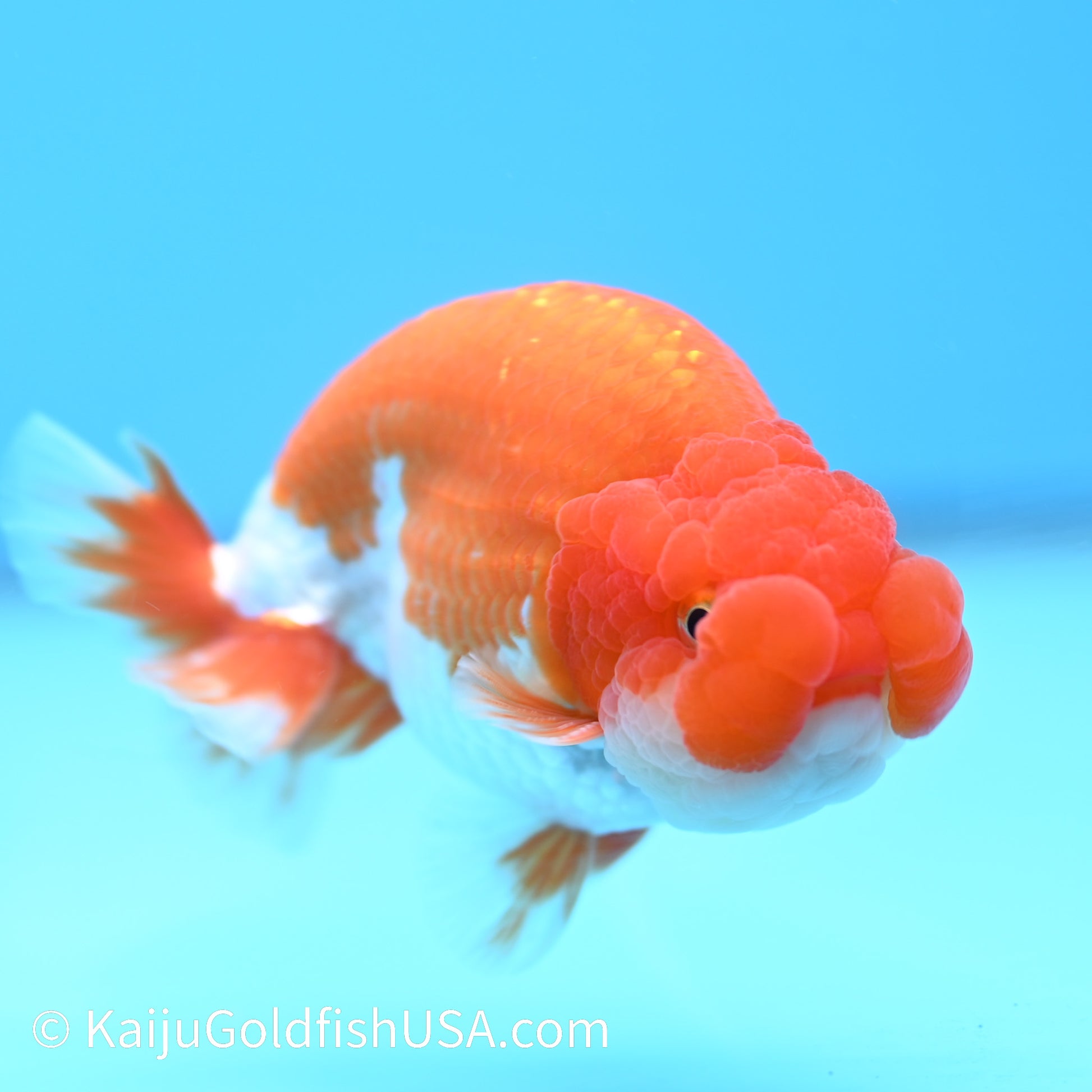 Chubby Cheeks Red White Buffalo Ranchu 3.5-4 inches (240126_RC02) - Kaiju Goldfish USA