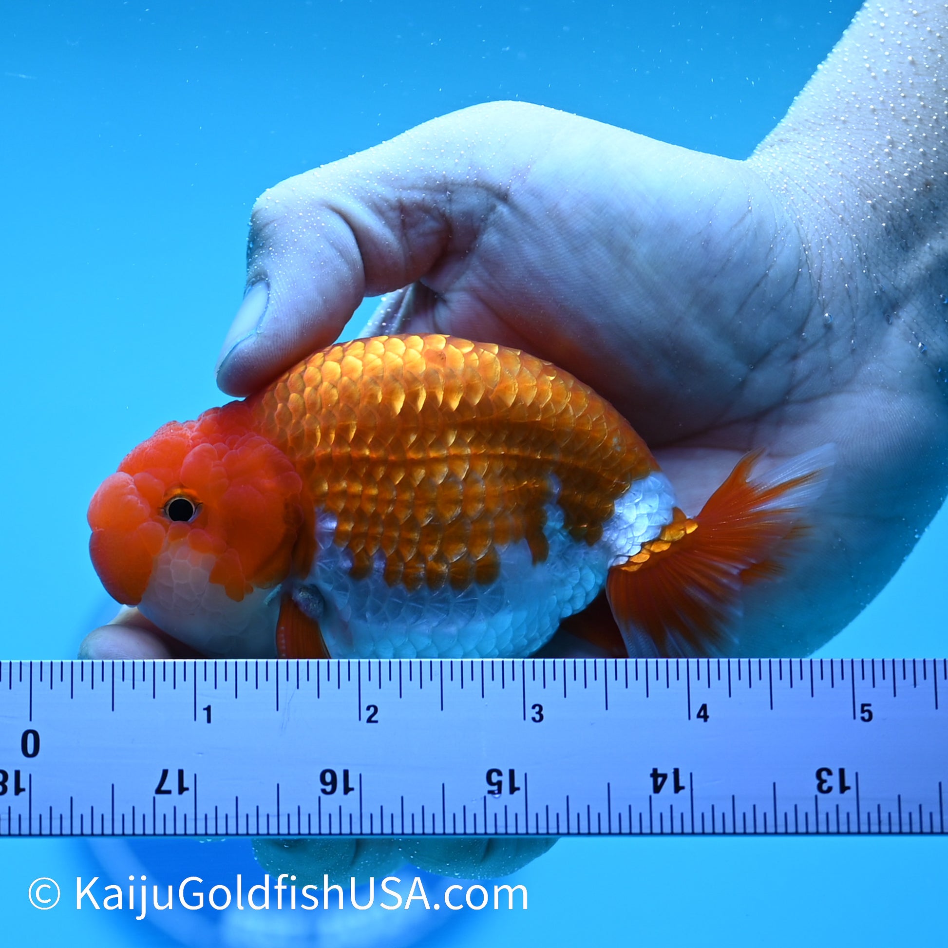 Chubby Cheeks Red White Buffalo Ranchu 3.5-4 inches (240126_RC02) - Kaiju Goldfish USA