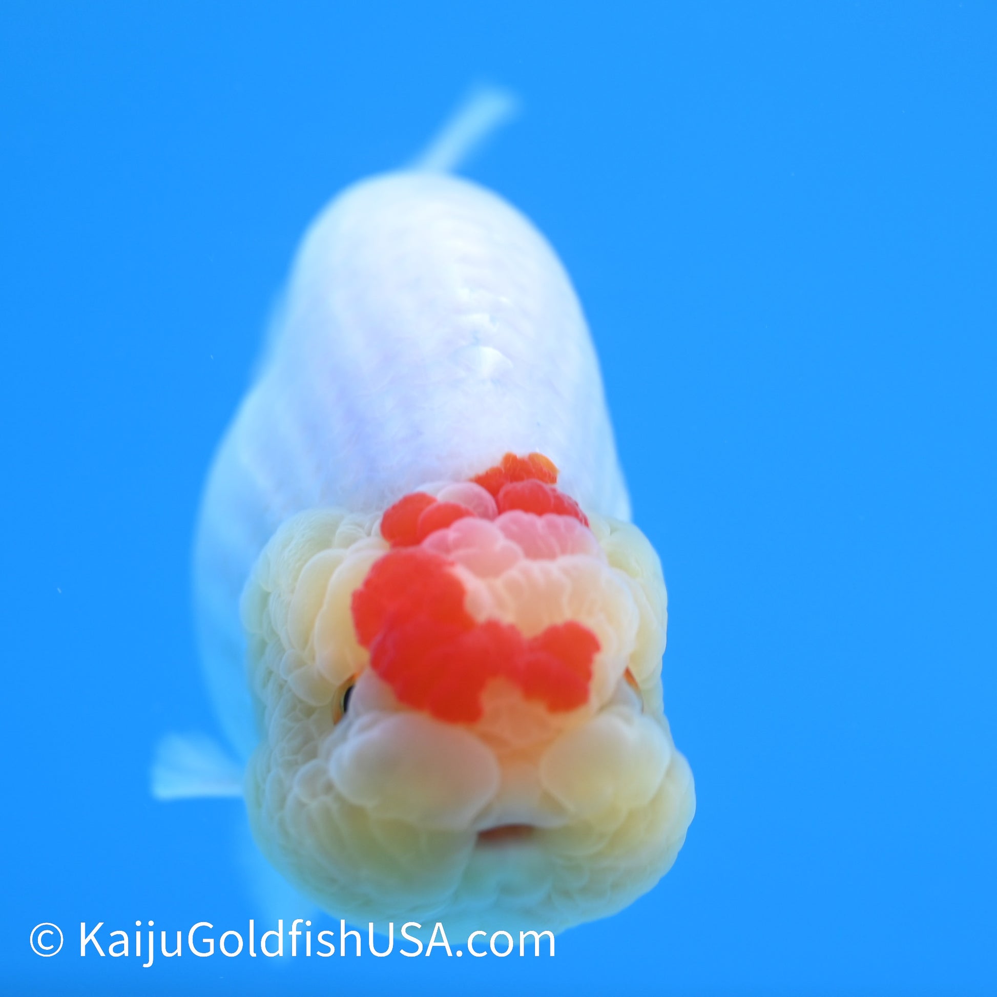 Marbled Wen Red White Buffalo Ranchu 3.5-4 inches (240126_RC03) - Kaiju Goldfish USA