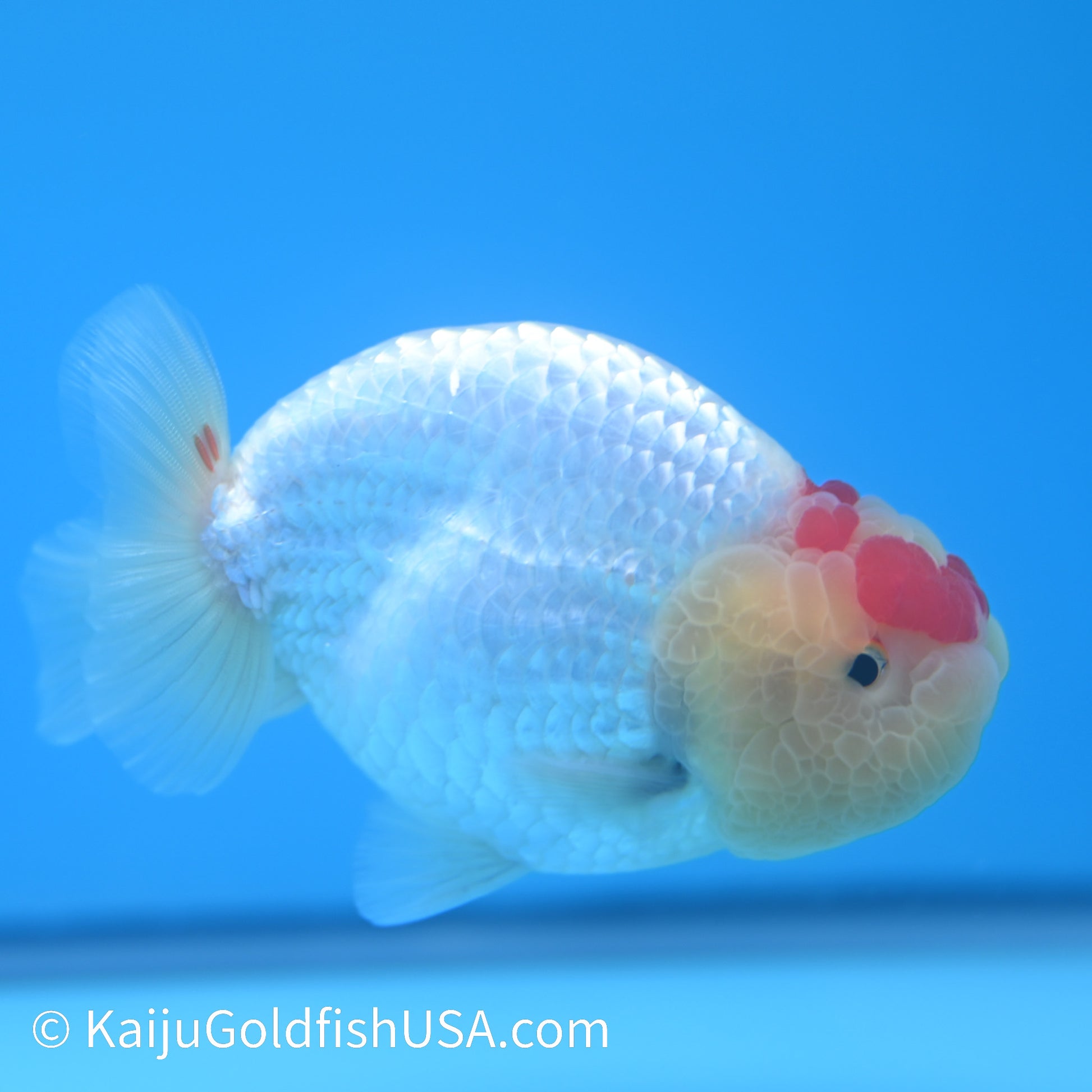 Marbled Wen Red White Buffalo Ranchu 3.5-4 inches (240126_RC03) - Kaiju Goldfish USA