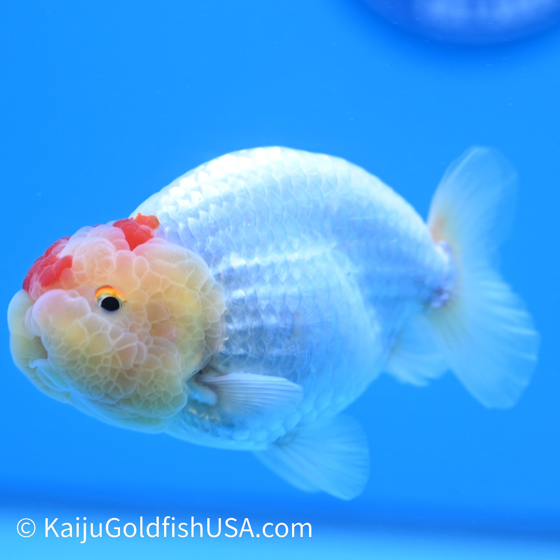 Marbled Wen Red White Buffalo Ranchu 3.5-4 inches (240126_RC03) - Kaiju Goldfish USA