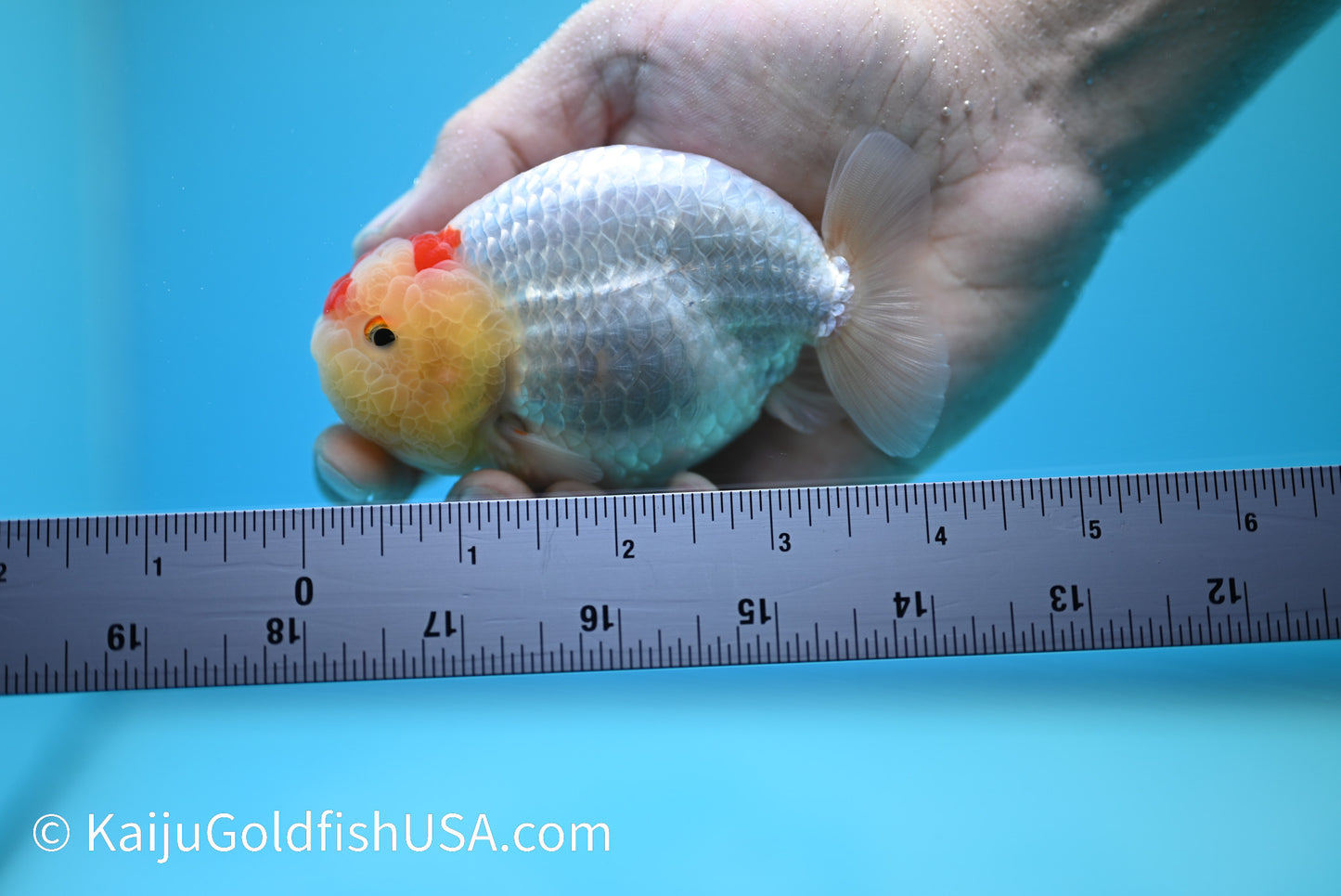 Marbled Wen Red White Buffalo Ranchu 3.5-4 inches (240126_RC03) - Kaiju Goldfish USA