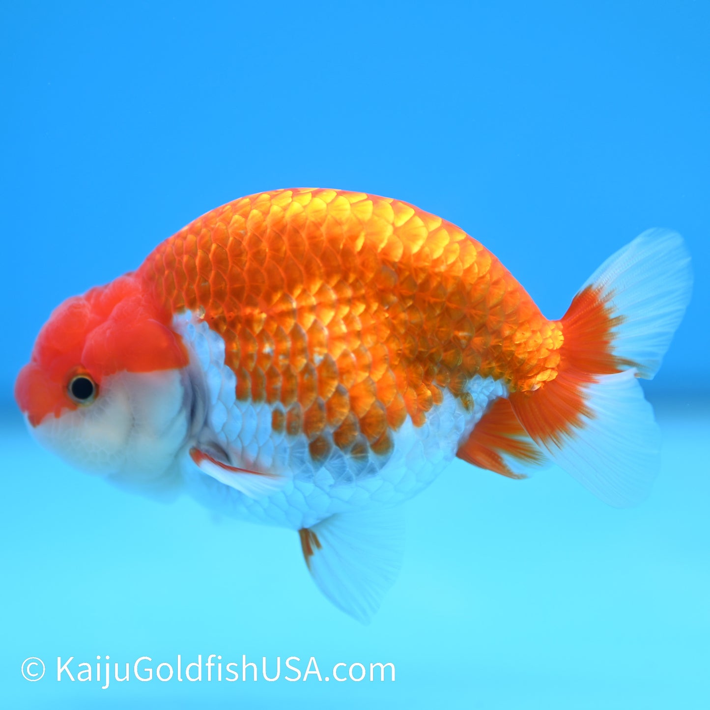 Red White Buffalo Ranchu 3.5-4 inches (240126_RC04) - Kaiju Goldfish USA