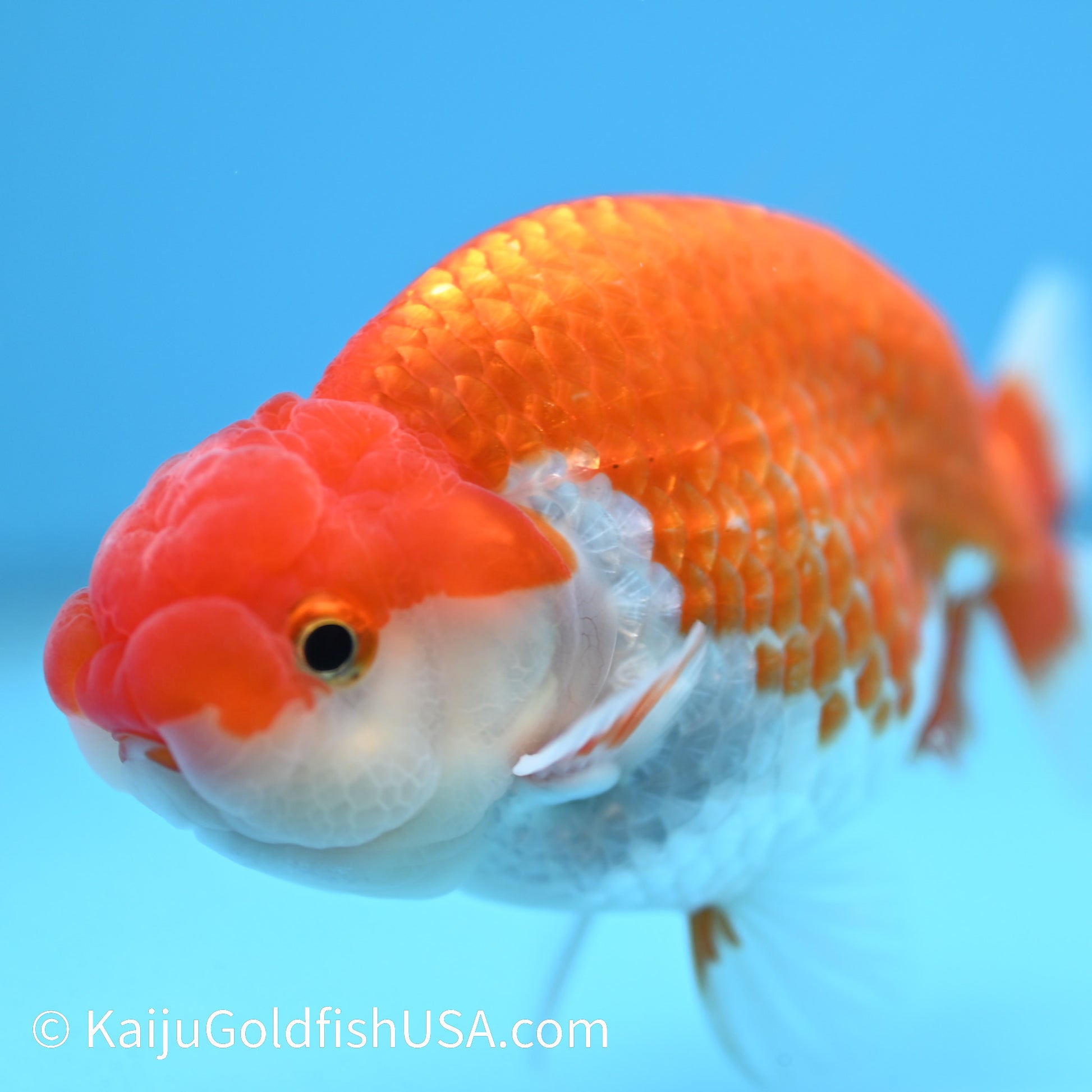 Red White Buffalo Ranchu 3.5-4 inches (240126_RC04) - Kaiju Goldfish USA