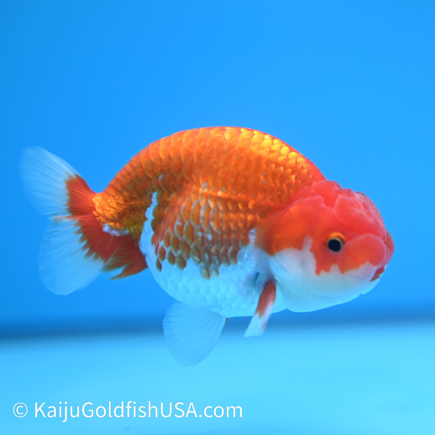 Red White Buffalo Ranchu 3.5-4 inches (240126_RC04) - Kaiju Goldfish USA