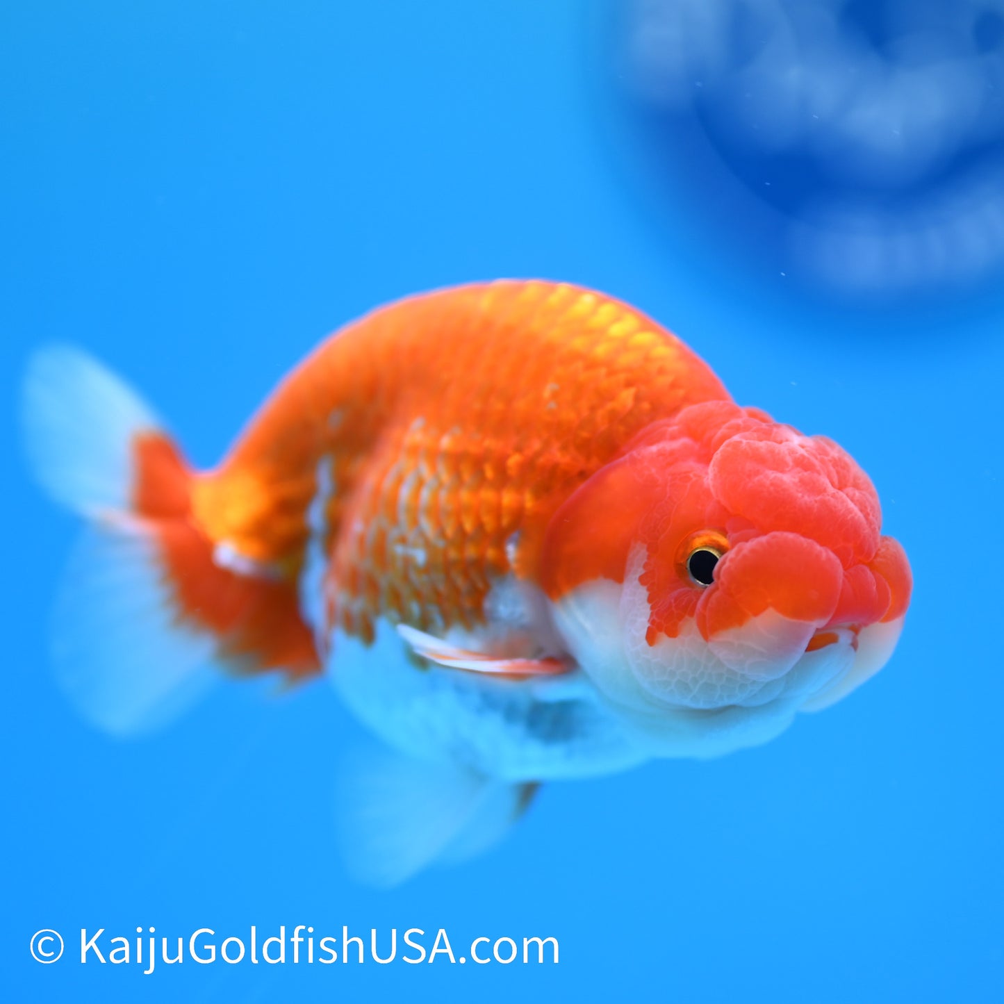 Red White Buffalo Ranchu 3.5-4 inches (240126_RC04) - Kaiju Goldfish USA