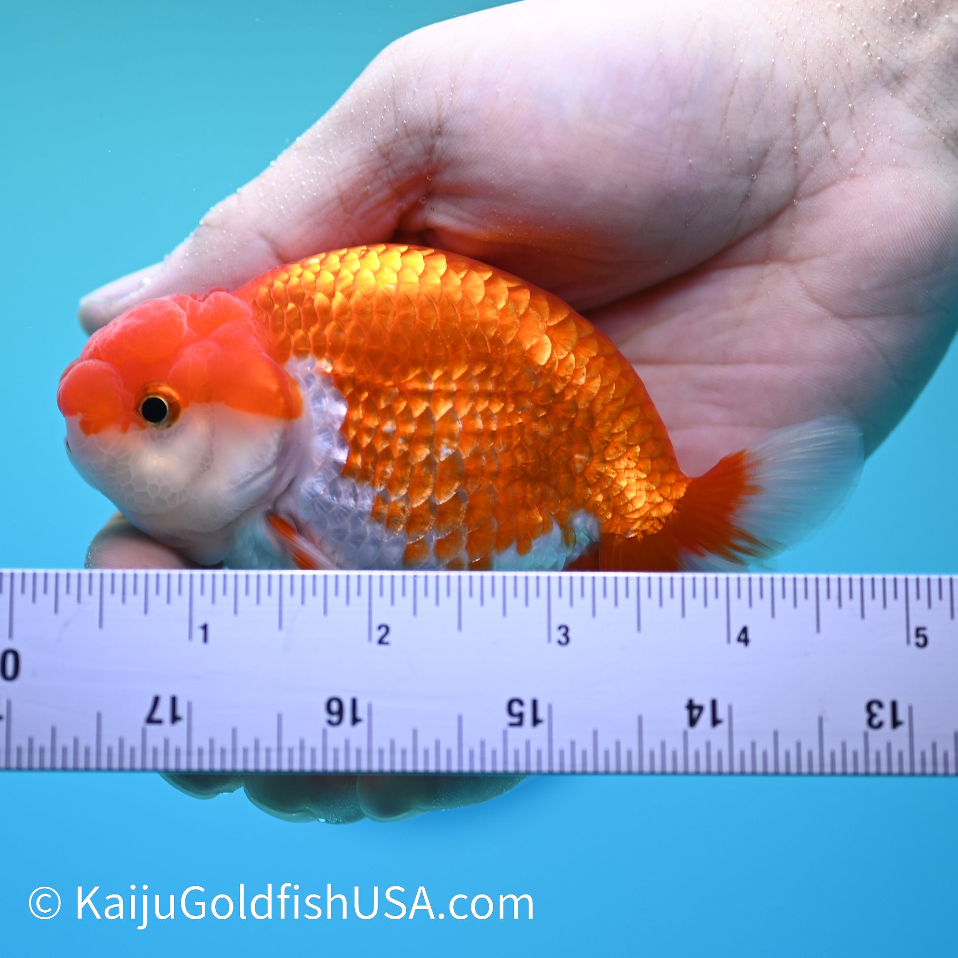 Red White Buffalo Ranchu 3.5-4 inches (240126_RC04) - Kaiju Goldfish USA