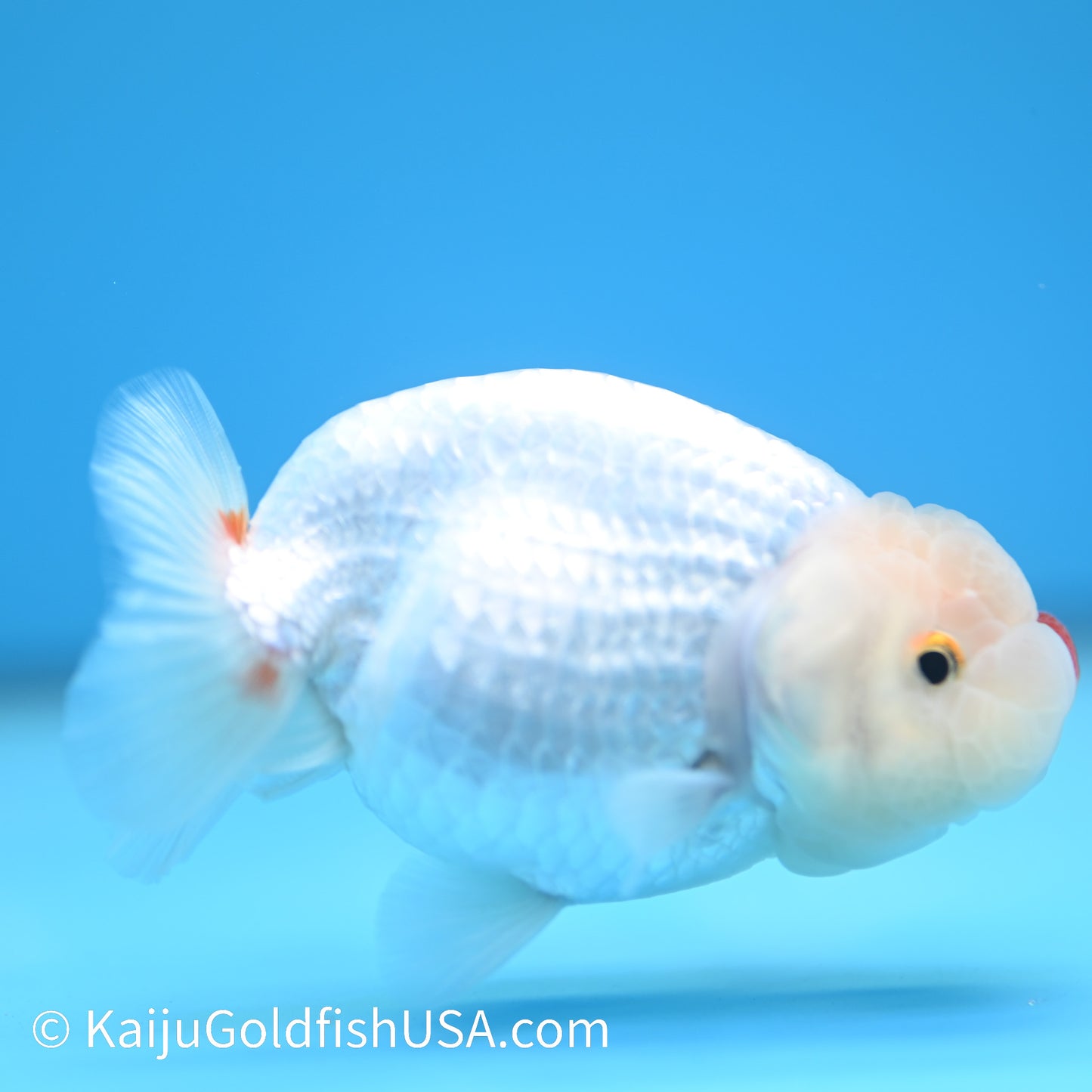 Red Cheek Red White Buffalo Ranchu 3.5-4 inches (240126_RC05) - Kaiju Goldfish USA