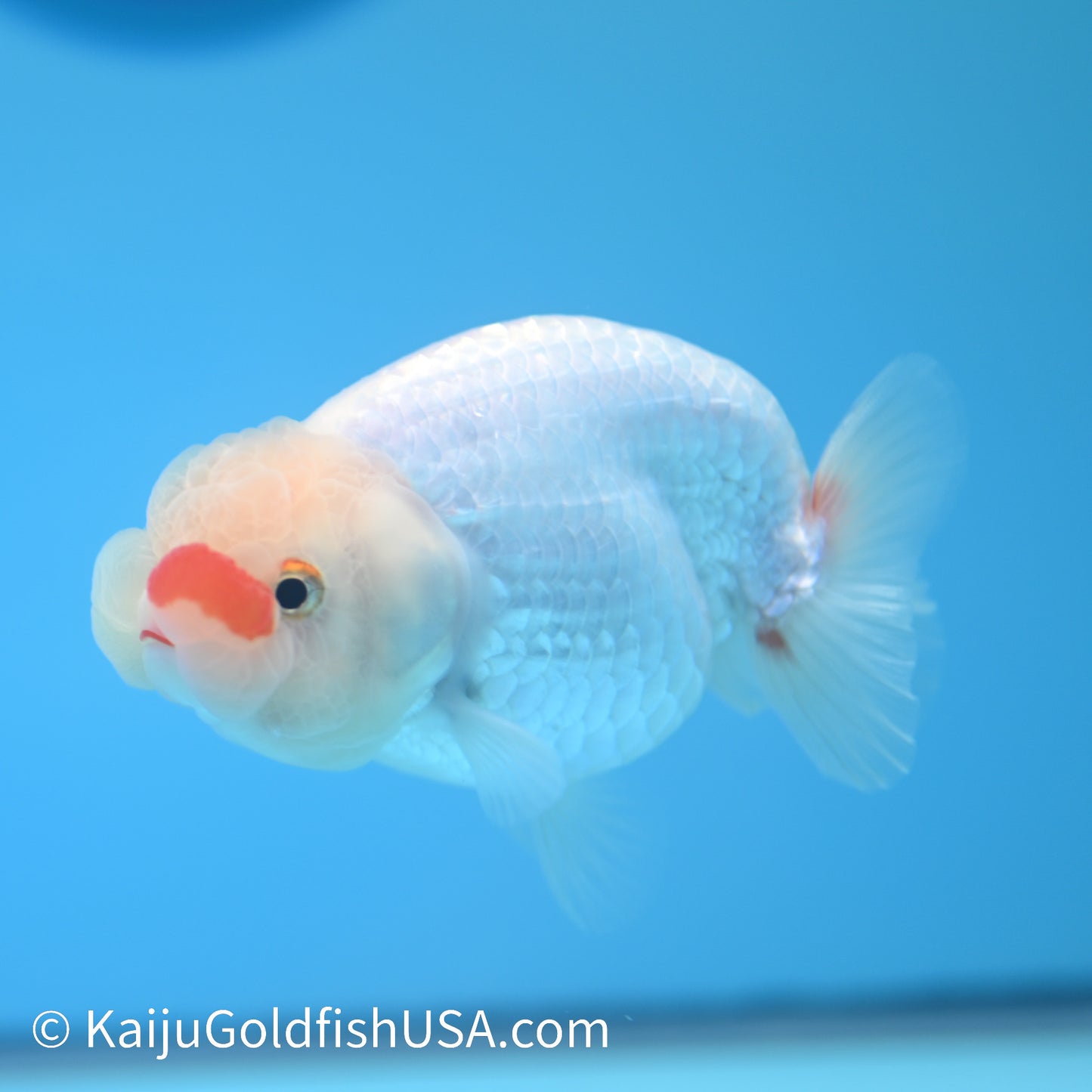 Red Cheek Red White Buffalo Ranchu 3.5-4 inches (240126_RC05) - Kaiju Goldfish USA