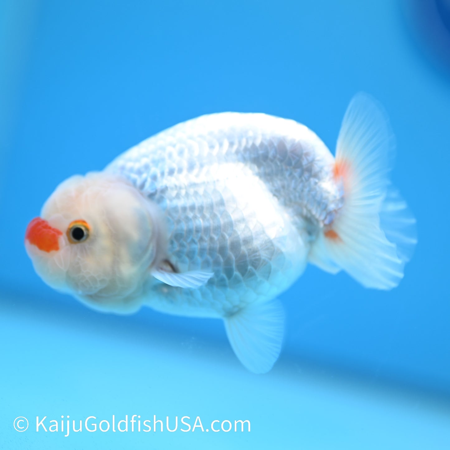 Red Cheek Red White Buffalo Ranchu 3.5-4 inches (240126_RC05) - Kaiju Goldfish USA