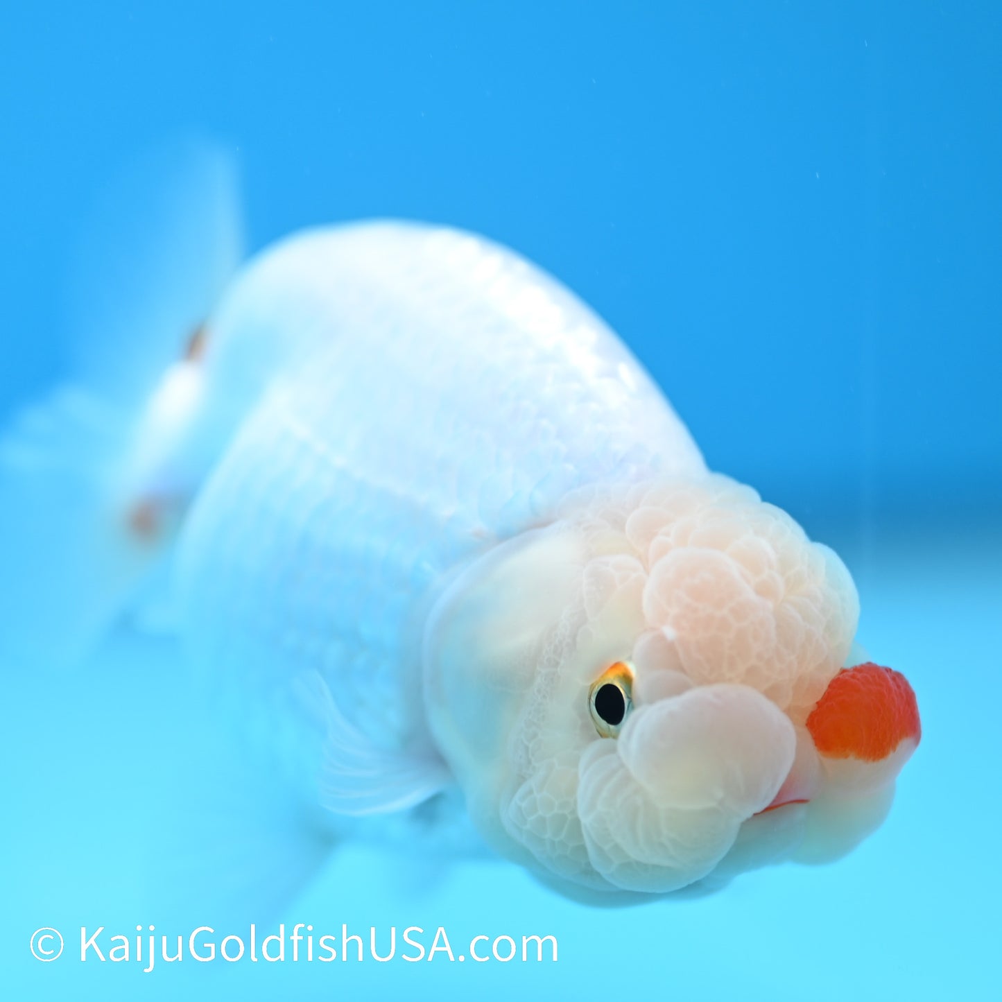 Red Cheek Red White Buffalo Ranchu 3.5-4 inches (240126_RC05) - Kaiju Goldfish USA