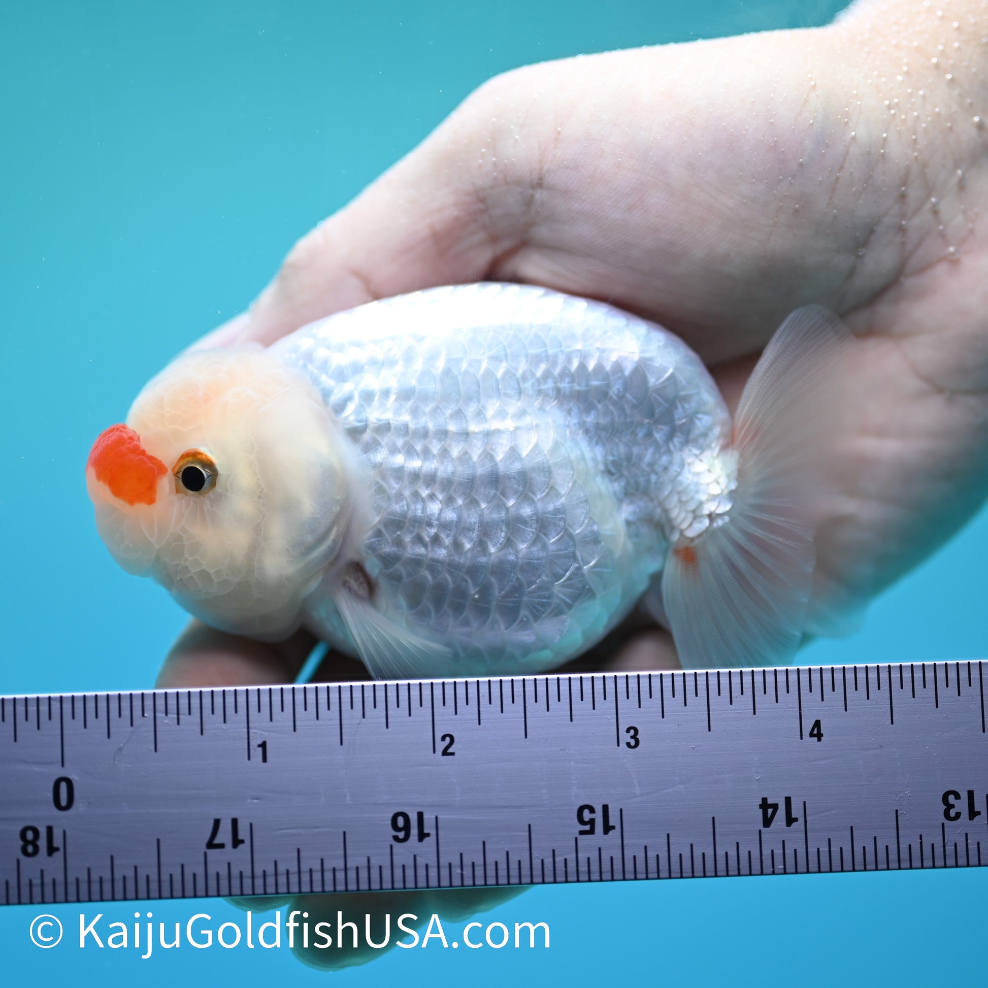 Red Cheek Red White Buffalo Ranchu 3.5-4 inches (240126_RC05) - Kaiju Goldfish USA