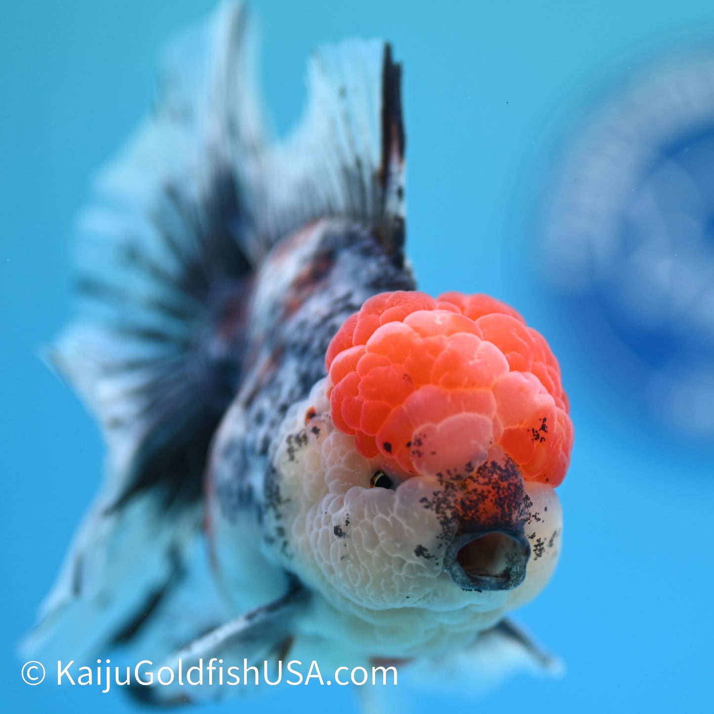 Kirin Red Head Rose Tail Oranda 4-4.5 inches (240126_OR01) - Kaiju Goldfish USA