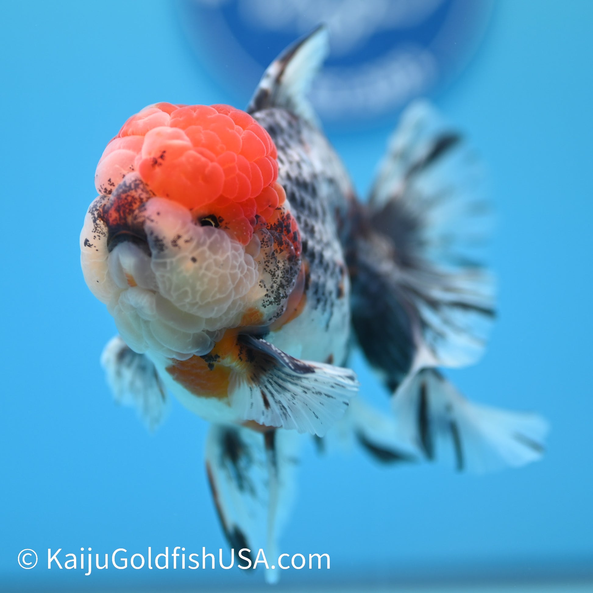 Kirin Red Head Rose Tail Oranda 4-4.5 inches (240126_OR01) - Kaiju Goldfish USA