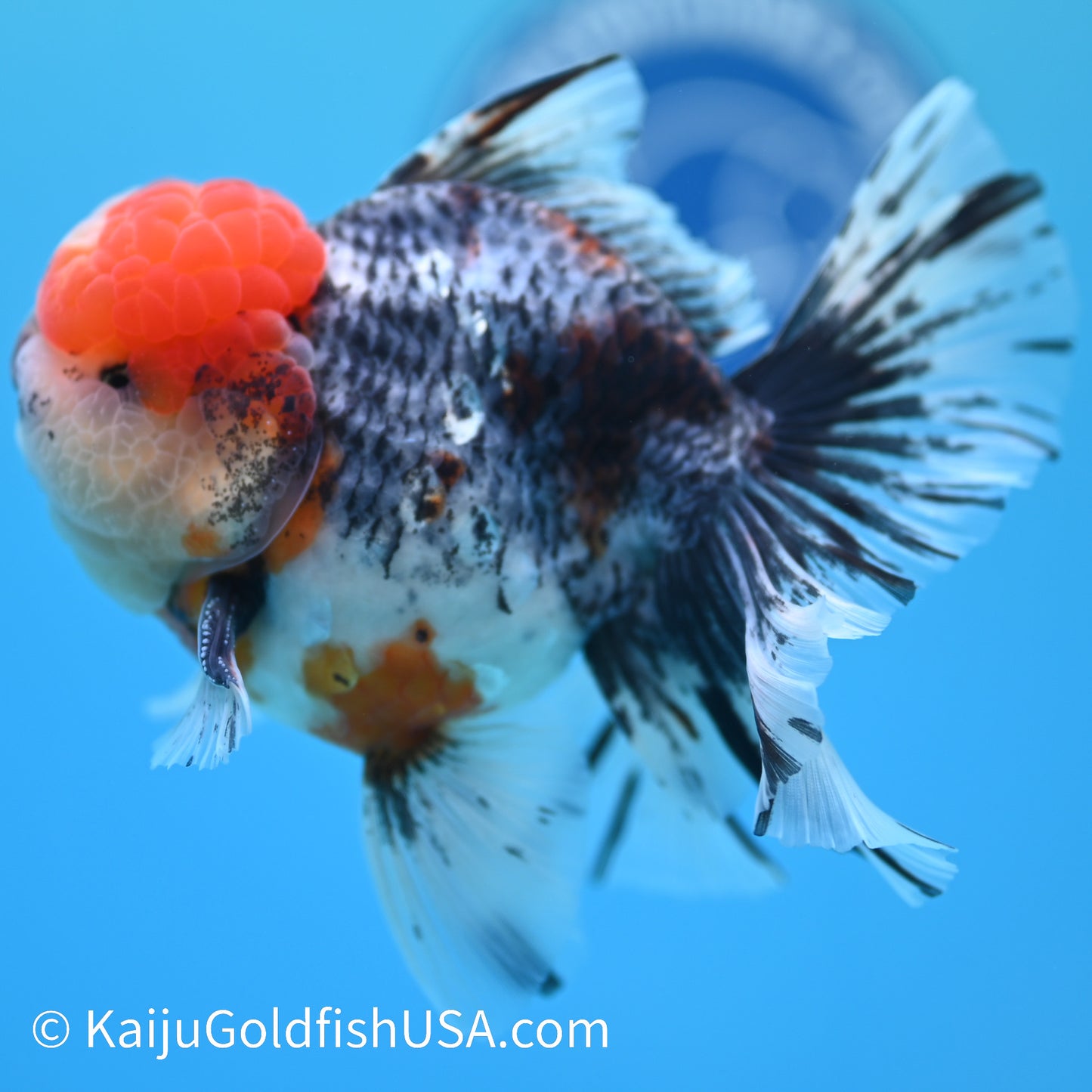 Kirin Red Head Rose Tail Oranda 4-4.5 inches (240126_OR01) - Kaiju Goldfish USA