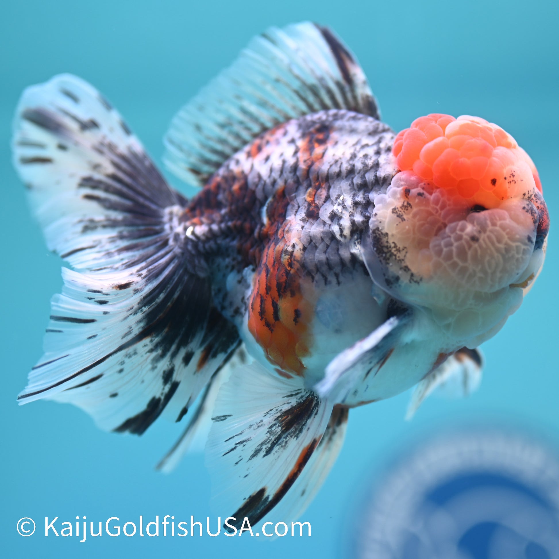 Kirin Red Head Rose Tail Oranda 4-4.5 inches (240126_OR01) - Kaiju Goldfish USA