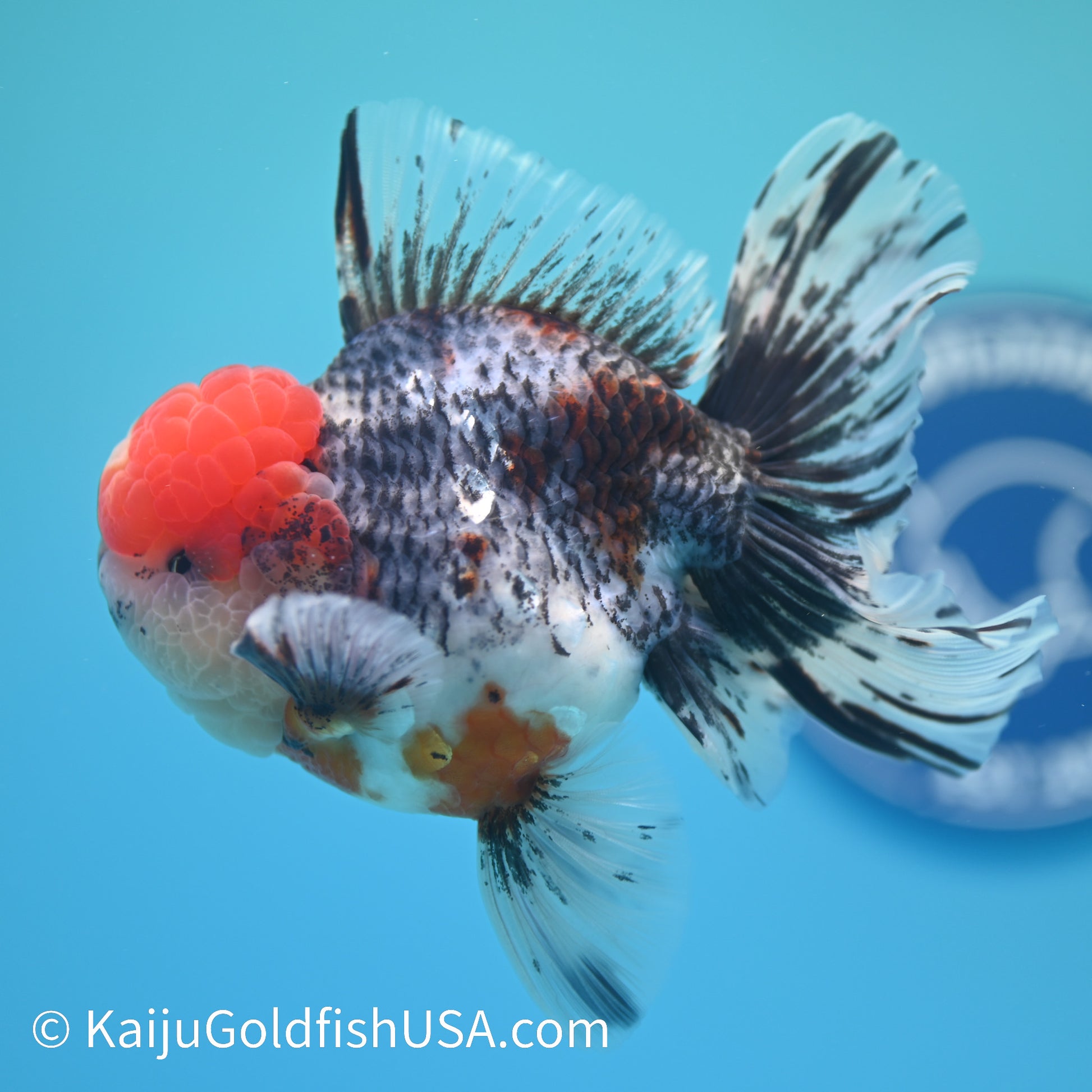 Kirin Red Head Rose Tail Oranda 4-4.5 inches (240126_OR01) - Kaiju Goldfish USA